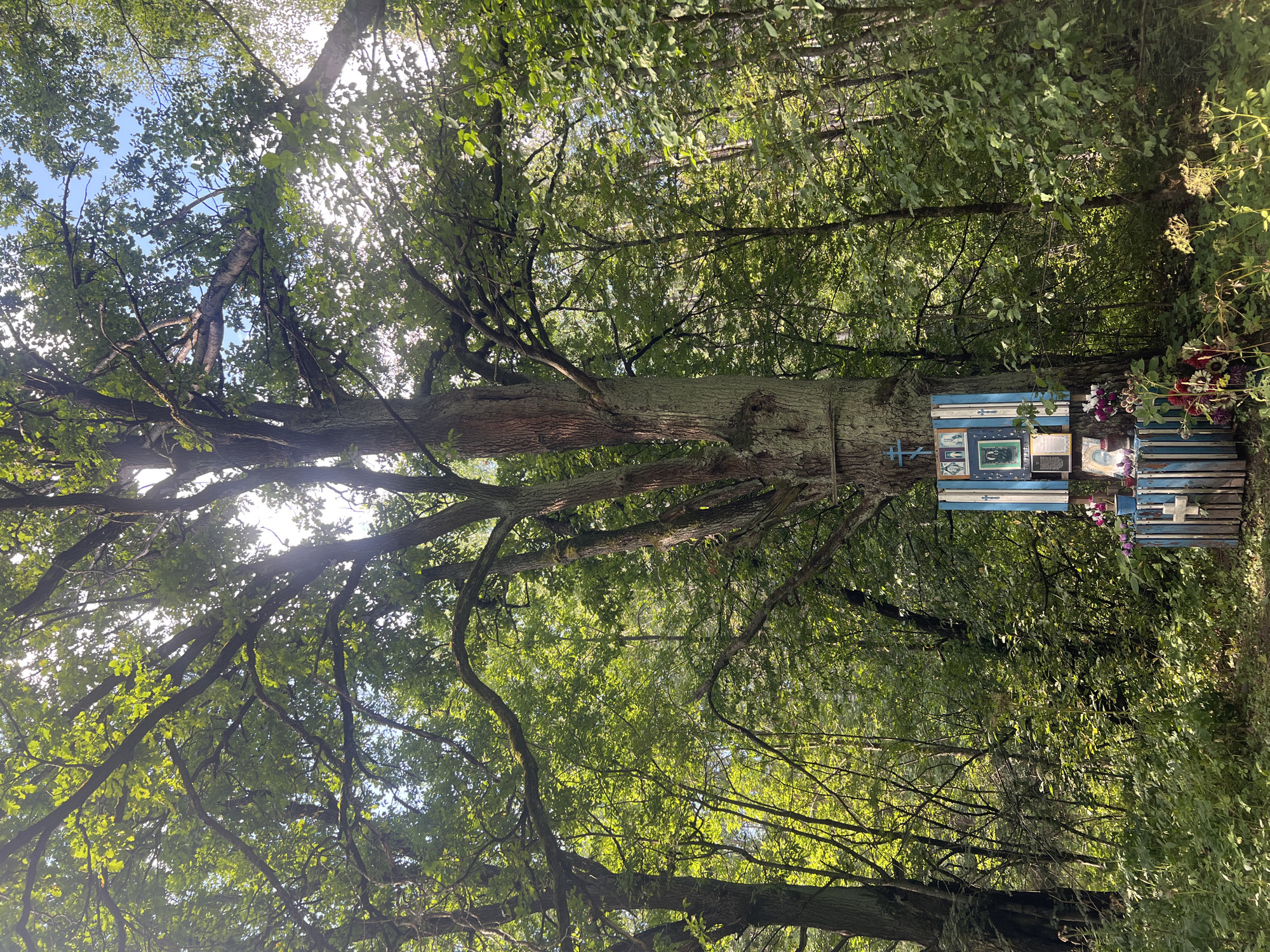 A roadside shrine is depicted at the base of a large, old tree in a wooded area. The shrine is made of weathered blue and white planks and features several framed photographs, religious icons, and flowers. A blue cross is affixed to the top of the shrine. The tree is surrounded by lush green foliage, and sunlight filters through the leaves, creating a dappled effect. The scene appears to be a place of remembrance or devotion.