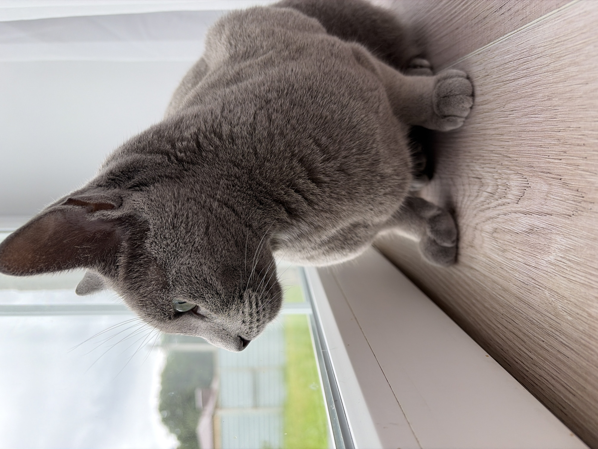 A Russian Blue cat with bright green eyes is sitting on a light wood-grain floor, looking out a window. The cat is a solid grey color with short, dense fur. Its ears are pointed and its whiskers are long and white. The window is large and appears to be a sliding glass door. Outside the window, there is a green lawn, a light-colored fence, and some trees and buildings in the distance. The sky is overcast and grey. The scene is well-lit, likely by natural light from the window. The cat is the primary subject of the image and is captured in a moment of quiet observation.