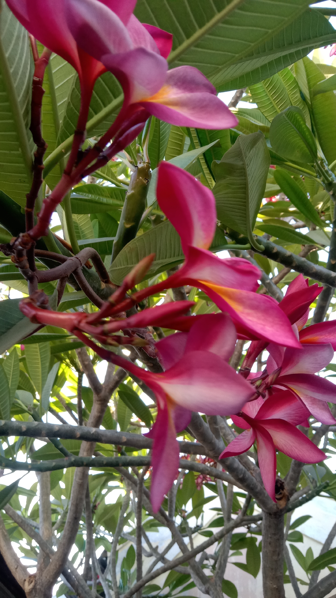 A cluster of pink and yellow frangipani flowers is in full bloom on a tree branch, with lush green leaves and thick, gnarled branches visible in the background. The flowers, with their delicate petals and vibrant colors, are the central focus of the image. The background is a blur of green foliage and branches, suggesting a natural, outdoor setting. The lighting is natural, with sunlight filtering through the leaves, creating a soft, diffused illumination. The overall impression is one of natural beauty and tranquility. This image was likely taken in Kediri City, Indonesia, a region known for its tropical climate and abundant flora, where frangipani trees are commonly found.