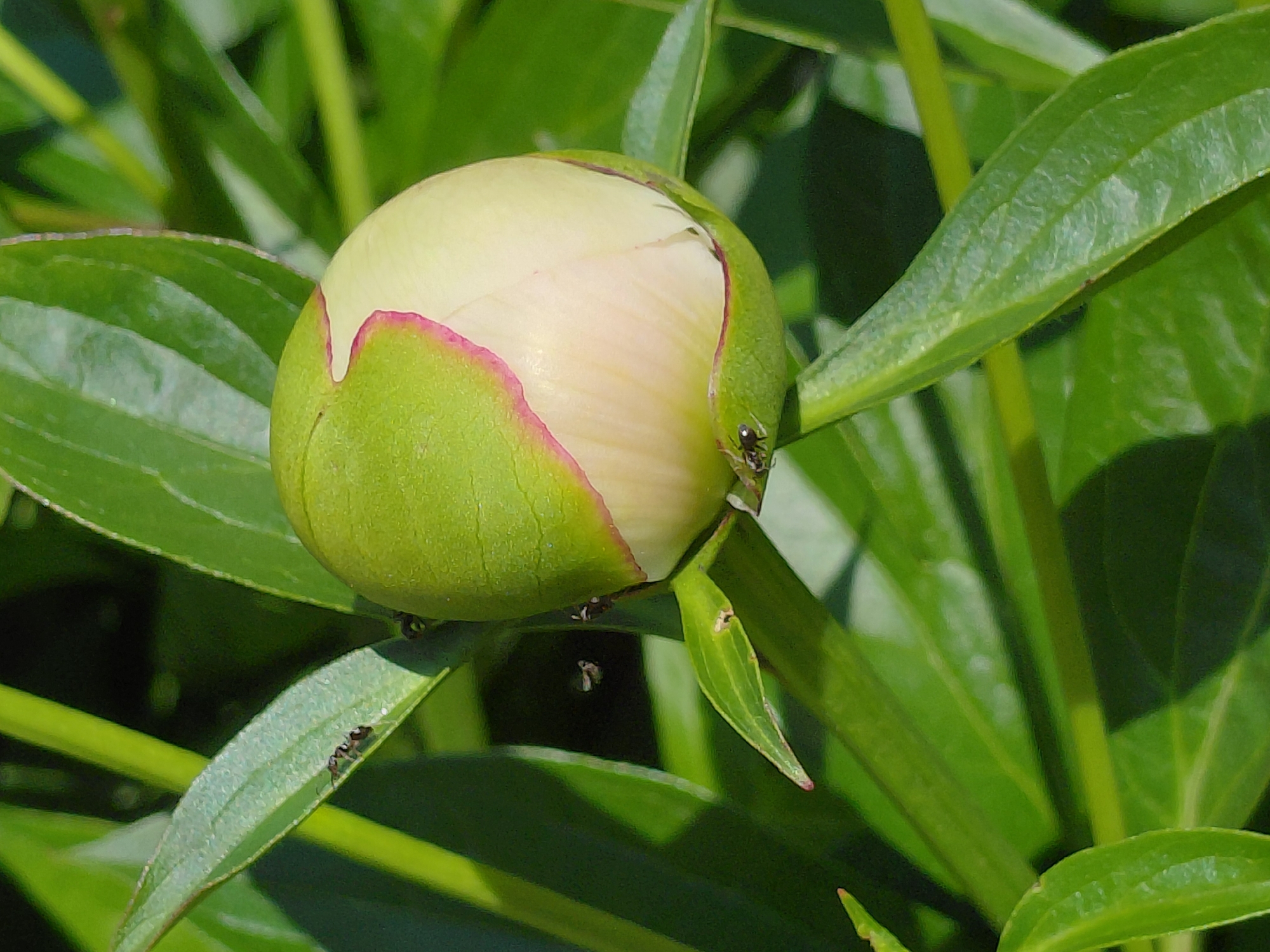 The image shows a close-up of a pale pink and green peony bud surrounded by lush green foliage. Three black ants are visible on the leaves and the bud itself. One ant is on a leaf in the upper left, another on the bud near the bottom left, and a third is partially visible on the bud near the top right. The lighting suggests it is daytime, with sunlight illuminating the scene and casting shadows. The overall impression is a natural outdoor setting, likely a garden or park. There is no discernible information in the image to suggest a specific location within Novosibirsk, Russia.