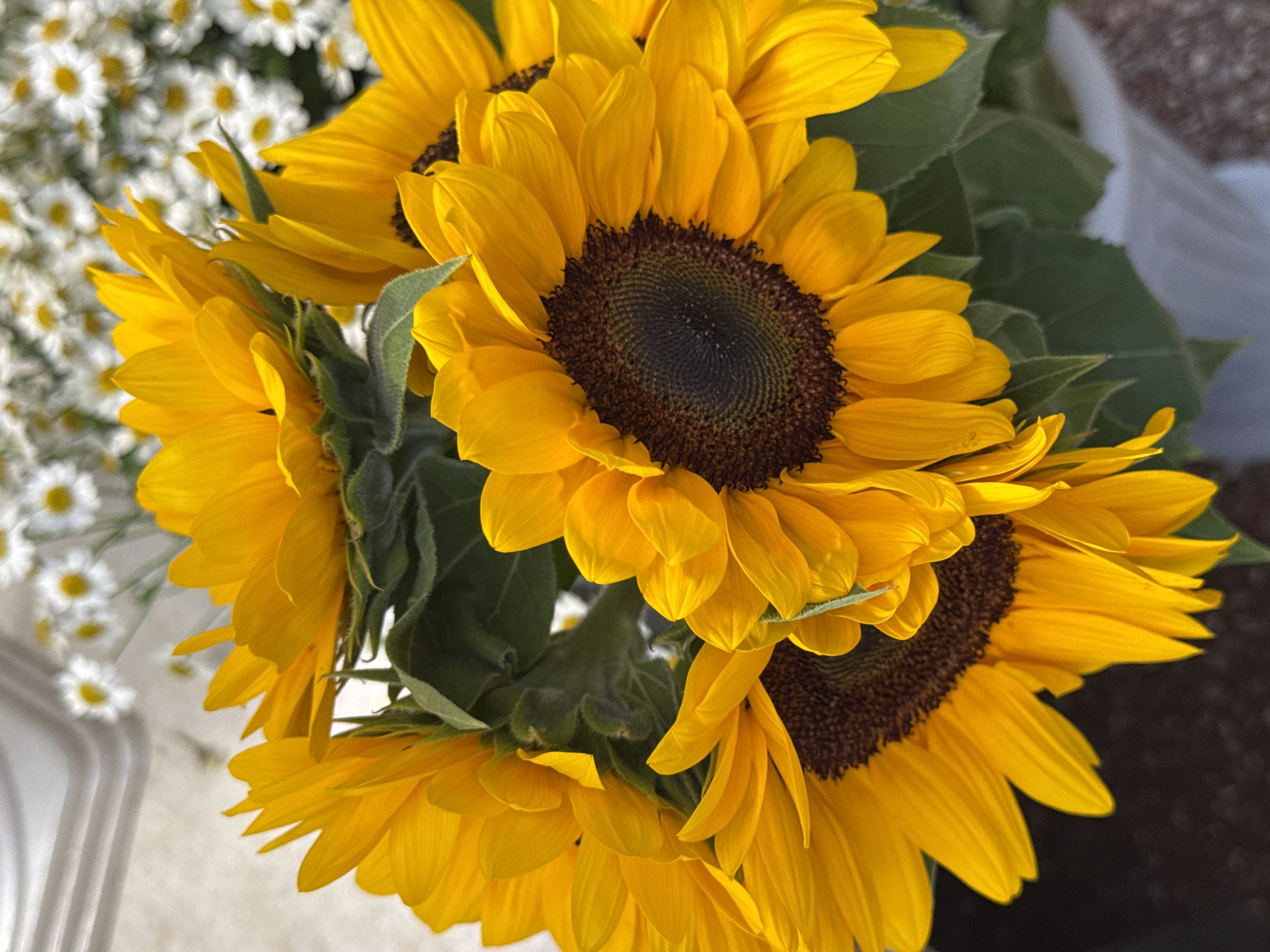 The image is a close-up shot of a bouquet of sunflowers, with a blurred background of white daisies and greenery. The sunflowers are vibrant yellow with dark centers, and their petals are arranged in layers. Some of the sunflowers are in full bloom, while others are still partially closed. The lighting suggests it is daytime, with the sun illuminating the flowers and casting some shadows. There are no people or animals visible in the image. The setting is a floral display, possibly in a market or a florist shop. The context of Almaty, Kazakhstan is not directly inferable from the visual elements of the image itself.
