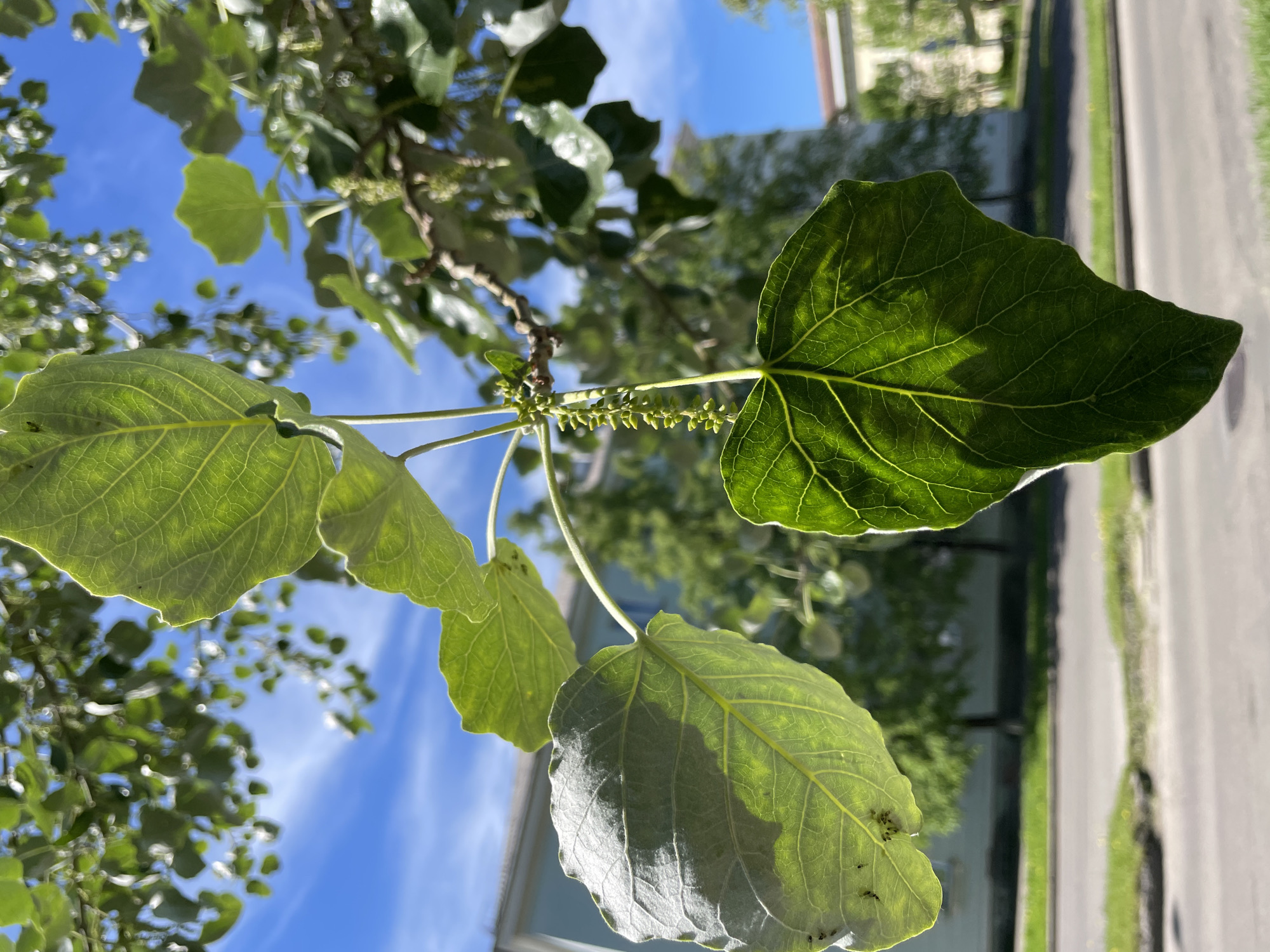 The image presents a detailed view of a tree branch featuring several large, vibrant green leaves and developing elongated, light green inflorescences, characteristic of a Poplar species. Prominent venation is visible on the leaves; one leaf on the left displays a lighter underside with several small, dark specks, possibly insects or debris. The scene is brightly illuminated by direct sunlight against a clear blue sky dotted with wispy white clouds. In the background, multiple light-colored, multi-story buildings, consistent with urban architecture in Zheleznogorsk, Russia, are visible behind a paved street and a grassy verge, along with additional background trees. No people or overt actions are depicted.