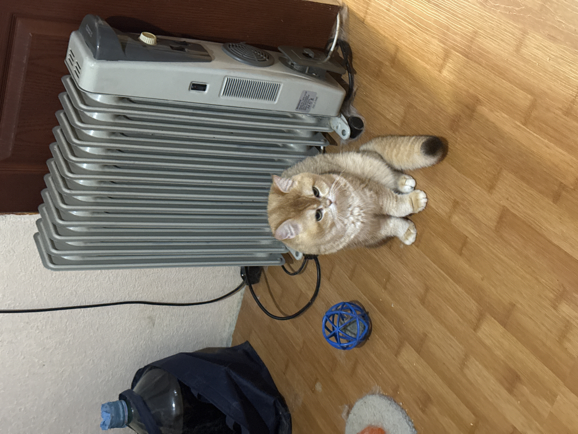 A light brown cat with dark tipped tail sits on a wooden floor in front of a gray oil-filled radiator. To the left of the cat is a blue ball toy. Behind the cat and to the left is a large plastic bottle with a dark blue bag draped over it. The scene appears to be indoors, possibly in a residential setting.