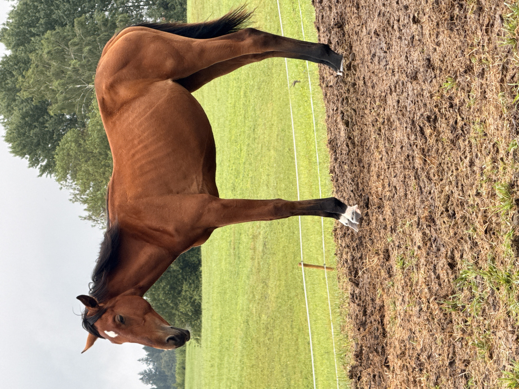 A brown horse stands in a muddy field in Galinė, Lithuania. The horse is facing left, with its head lowered and eyes closed. Its ribs are visible through its thin coat. A white marking is present on its forehead. The horse's legs are black, with white socks on its hind legs. In the background, a green field and trees can be seen under a cloudy sky. A white electric fence runs across the middle of the image. The ground is covered in mud and dry grass.