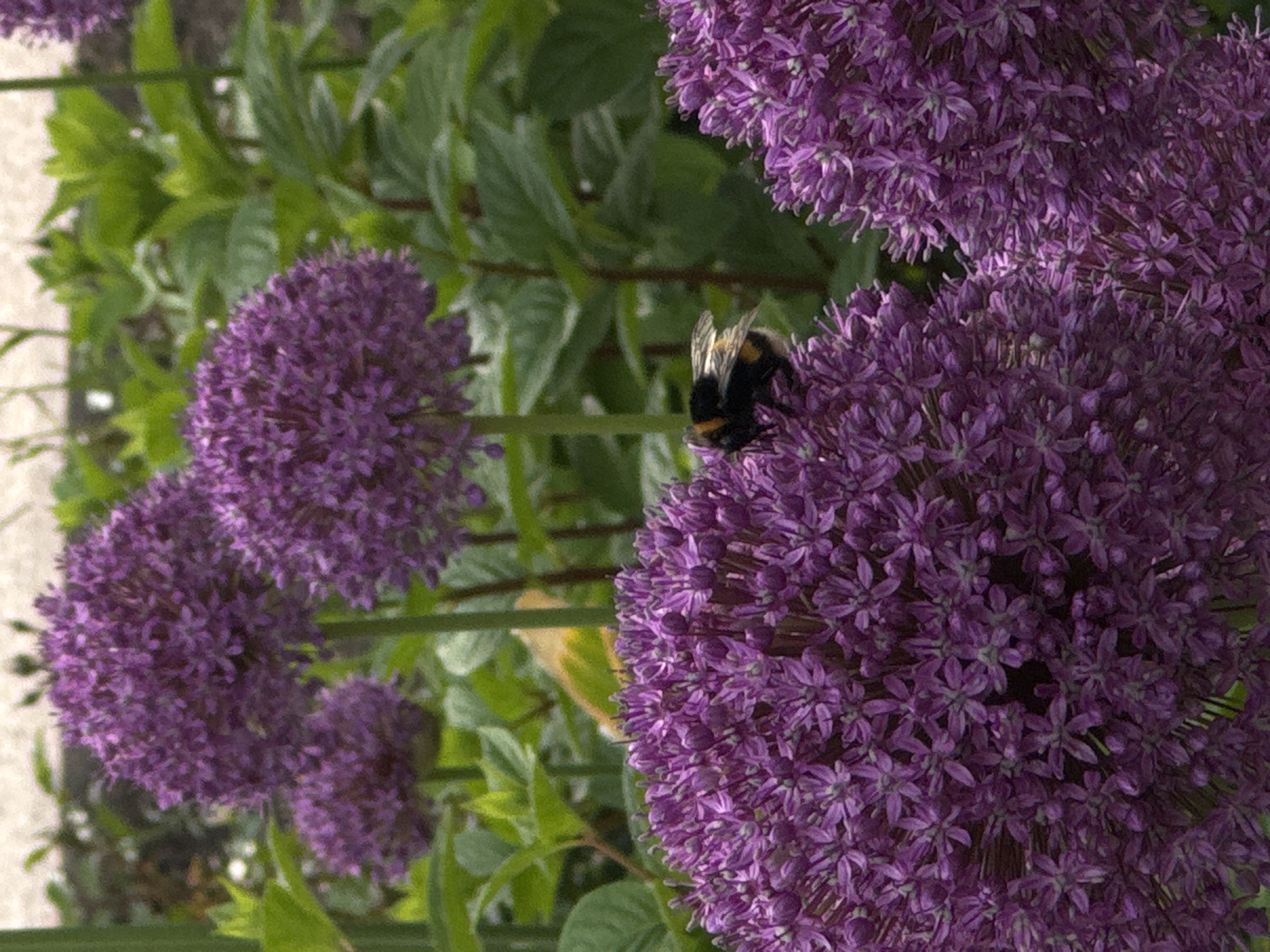 A bumblebee is perched on a cluster of purple allium flowers, its body striped with black and yellow. The flowers are spherical and dense, with many small florets. In the background, more purple alliums and lush green foliage are visible. The scene appears to be a garden.