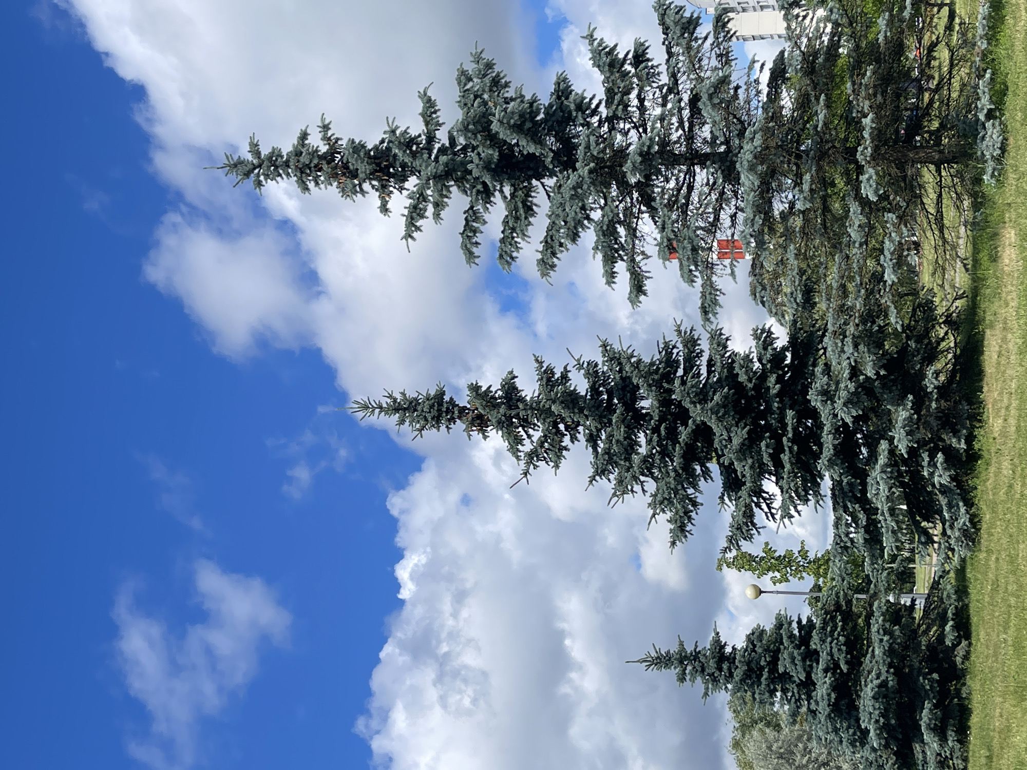 The image depicts a view of three large, mature blue spruce trees set against a bright blue sky with scattered white clouds. The trees are in various stages of fullness, with the largest tree on the right being the most prominent. In the background, to the left of the largest tree, a multi-story residential building is visible, characterized by a light-colored facade and numerous windows. A section of a red and white striped structure, possibly an industrial chimney or antenna, is also visible behind the trees. The ground in the foreground is covered with green grass, and some low-lying shrubs are present at the base of the rightmost tree. A lamppost with a spherical light fixture is situated behind the two smaller trees on the left. The scene is likely outdoors in a park or a residential area.