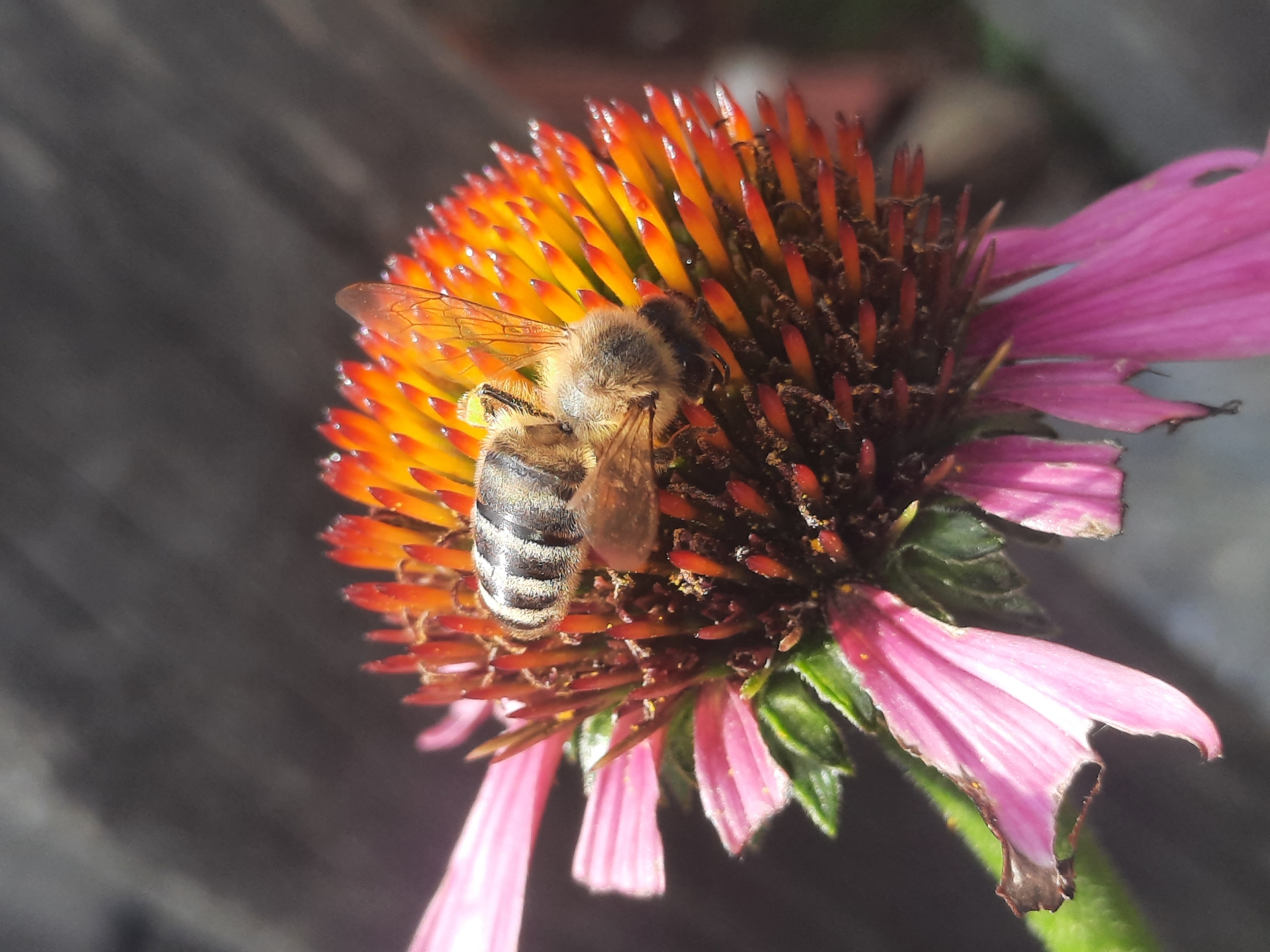 A close-up, high-angle shot shows a bee on a purple coneflower in Shklov, Belarus. The bee, with visible stripes on its abdomen and fuzzy body, is positioned on the flower's central cone, which is composed of numerous small, spiky florets in shades of orange and yellow. The bee's wings are translucent and veined. The coneflower has delicate, elongated pink petals, some of which appear slightly wilted or damaged at the edges. The background is a blurred dark gray, suggesting a natural outdoor setting, possibly a garden or park.