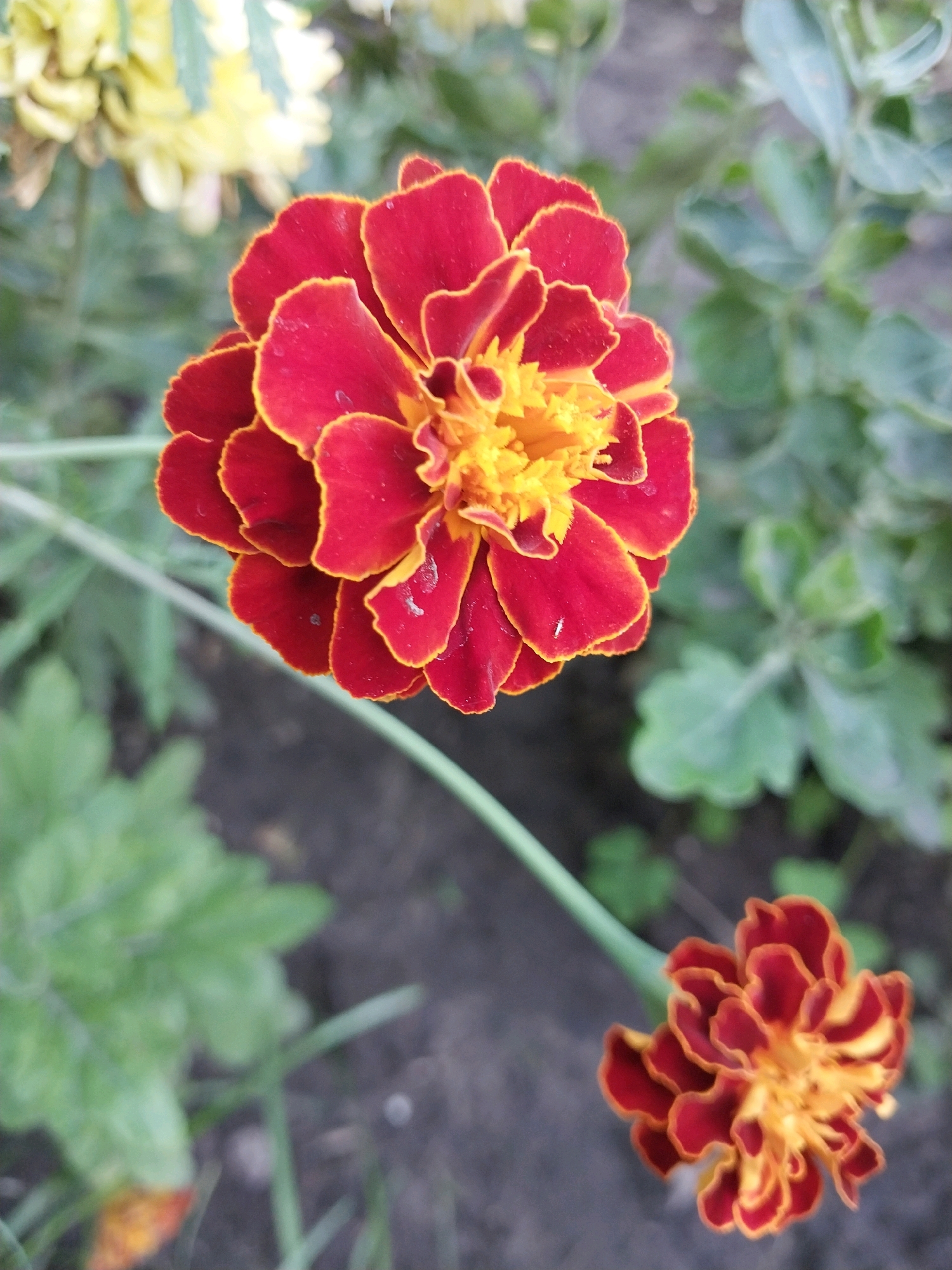 A close-up, eye-level shot features two Marigold flowers, one prominent in the foreground and another smaller one in the lower right corner, both showcasing vibrant red petals with yellow-orange centers. The background is a softly blurred mix of green foliage and dark soil, suggestive of a garden setting. The lighting appears to be natural, casting subtle shadows. The overall impression is that of a calm, outdoor scene, likely in a park or residential garden within the city of Dnipro, Ukraine, given the context of the original prompt. No people or specific landmarks are visible.