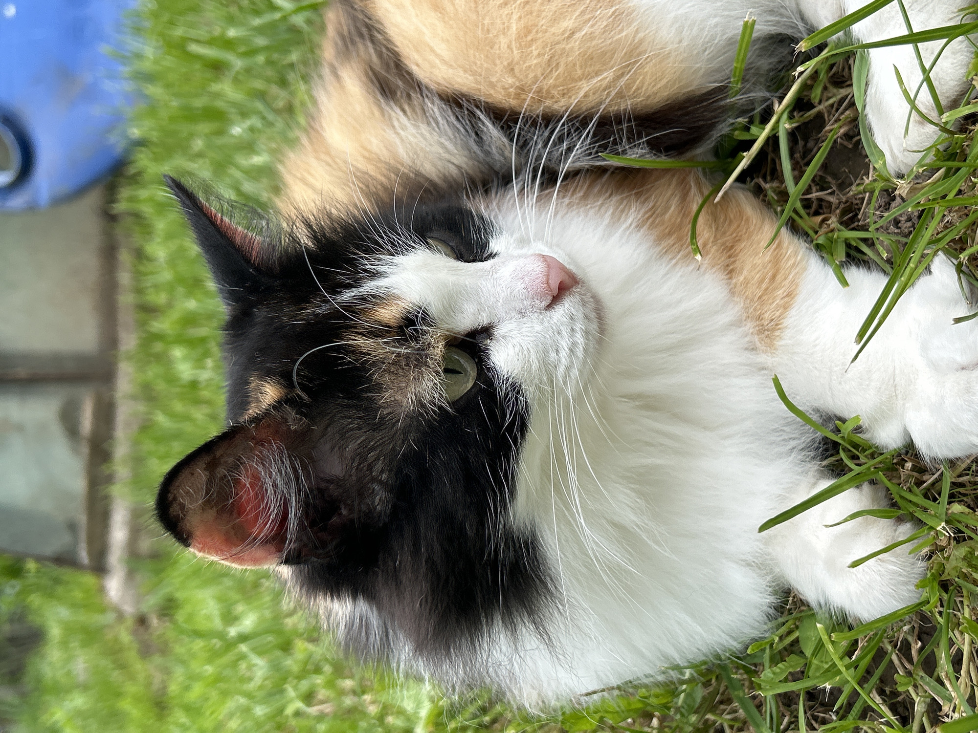 A calico cat with green eyes and a pink nose lies in green grass. The cat has patches of black, white, and orange fur. The background is blurred and appears to be an outdoor setting. There is no information in the image to indicate it is located in Азинский, Russia.
