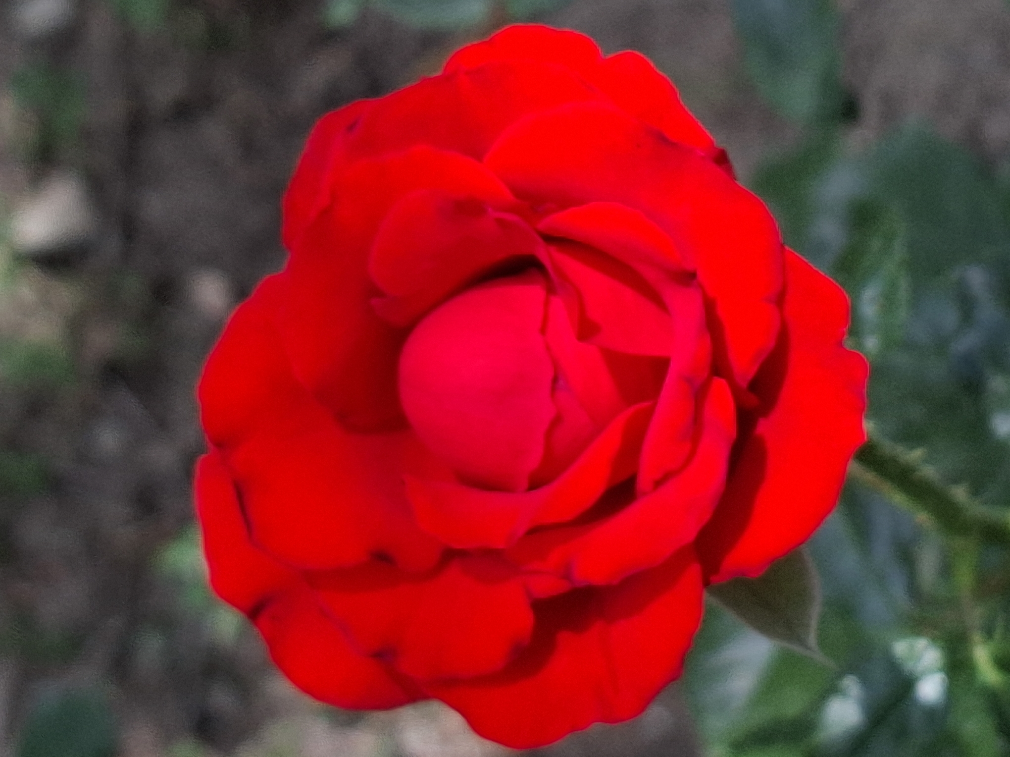 A close-up, slightly grainy, vertical shot captures a vibrant red rose in full bloom. The rose is the primary subject, positioned centrally in the frame, with its petals unfurling outwards. The background is softly blurred, consisting of dark, earthy tones suggestive of soil or mulch, interspersed with muted green foliage. The lighting appears to be natural daylight, casting subtle shadows within the rose's petals, highlighting its delicate texture and layered structure. The image is devoid of any human presence or activity, focusing solely on the natural beauty of the flower. No specific landmarks or architectural elements are visible to pinpoint a location within Almaty, Kazakhstan, beyond the general impression of an outdoor garden or park setting.