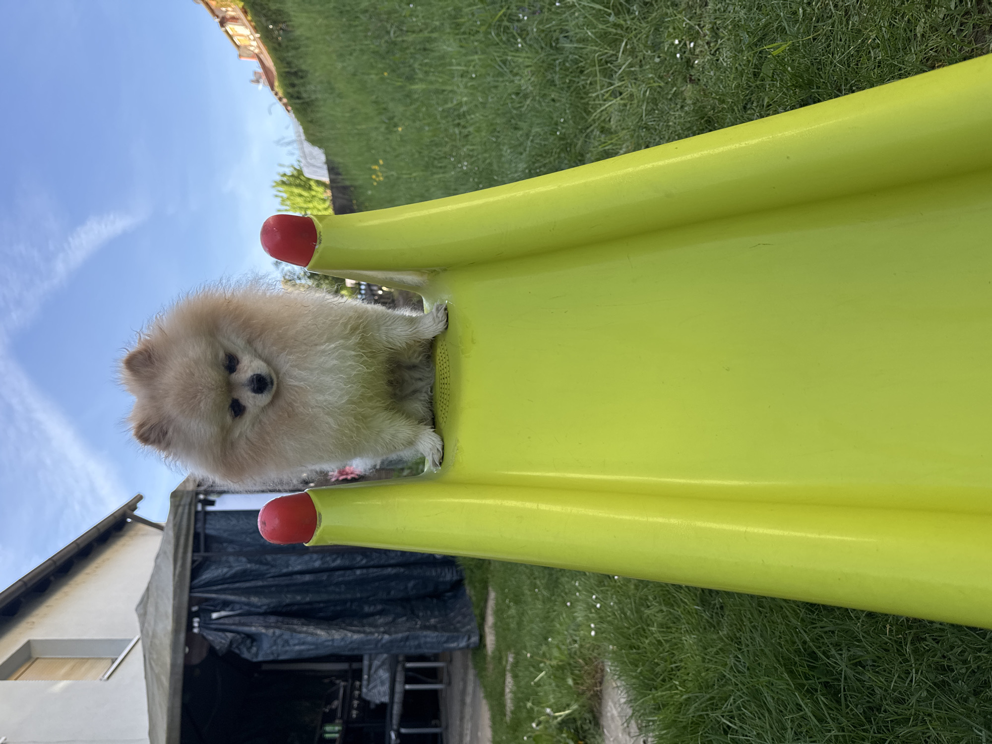 A cream-colored Pomeranian dog is situated at the top of a bright yellow children's slide. The slide has red handrails. The image is oriented with the sky visible above the slide, and a building covered with a dark tarp is seen below. Green grass surrounds the slide. Due to the general residential appearance, I'm unable to confirm if this image is taken in Bietigheim-Bissingen, Germany, with current information.