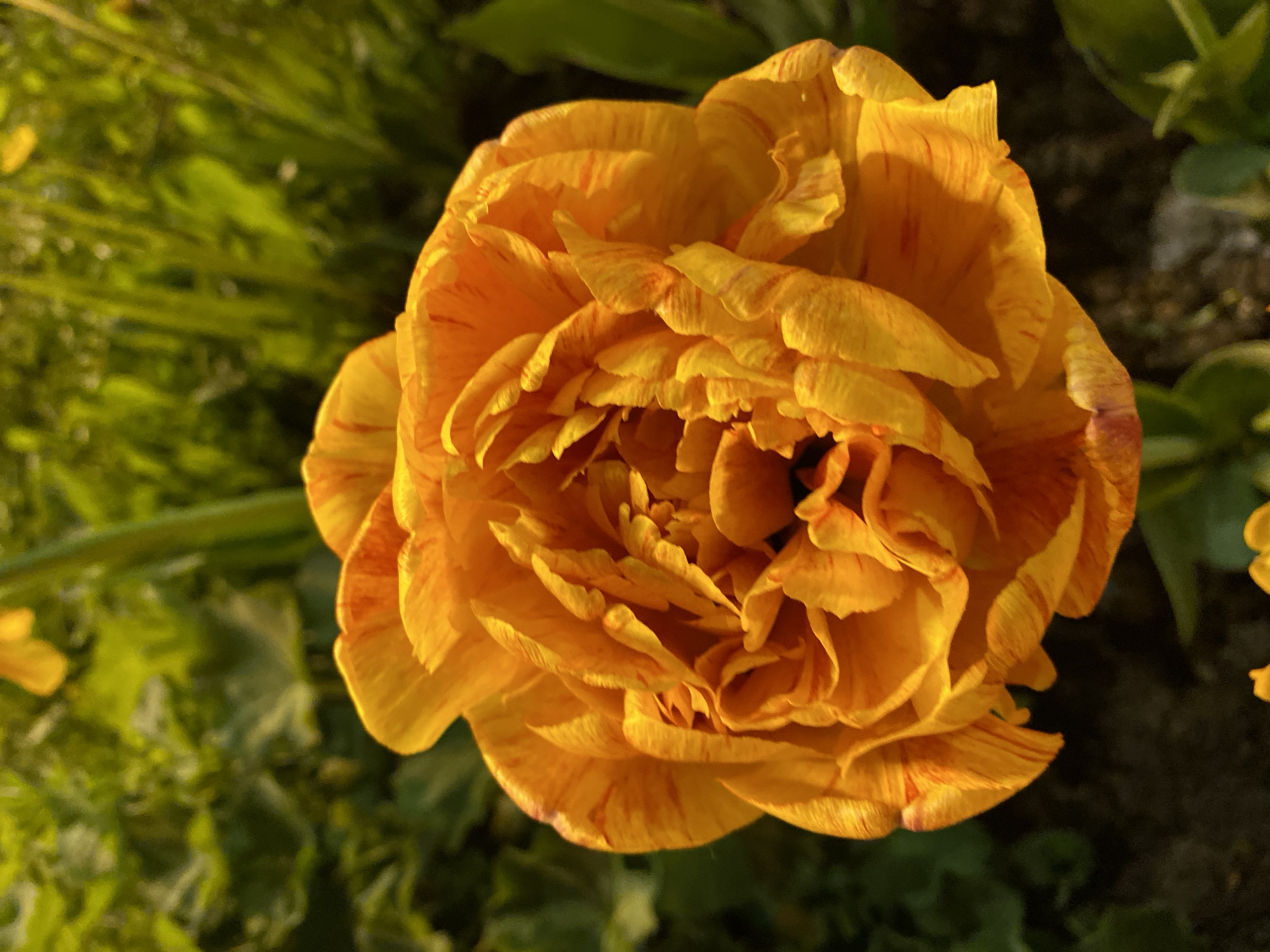 An eye-level close-up photograph shows a vibrant, double-flowered tulip in full bloom. The tulip is primarily shades of orange with streaks of red, and its petals are densely layered. The flower is the main subject and is positioned slightly off-center. The background consists of out-of-focus greenery. The location and city are not discernible from the image itself.