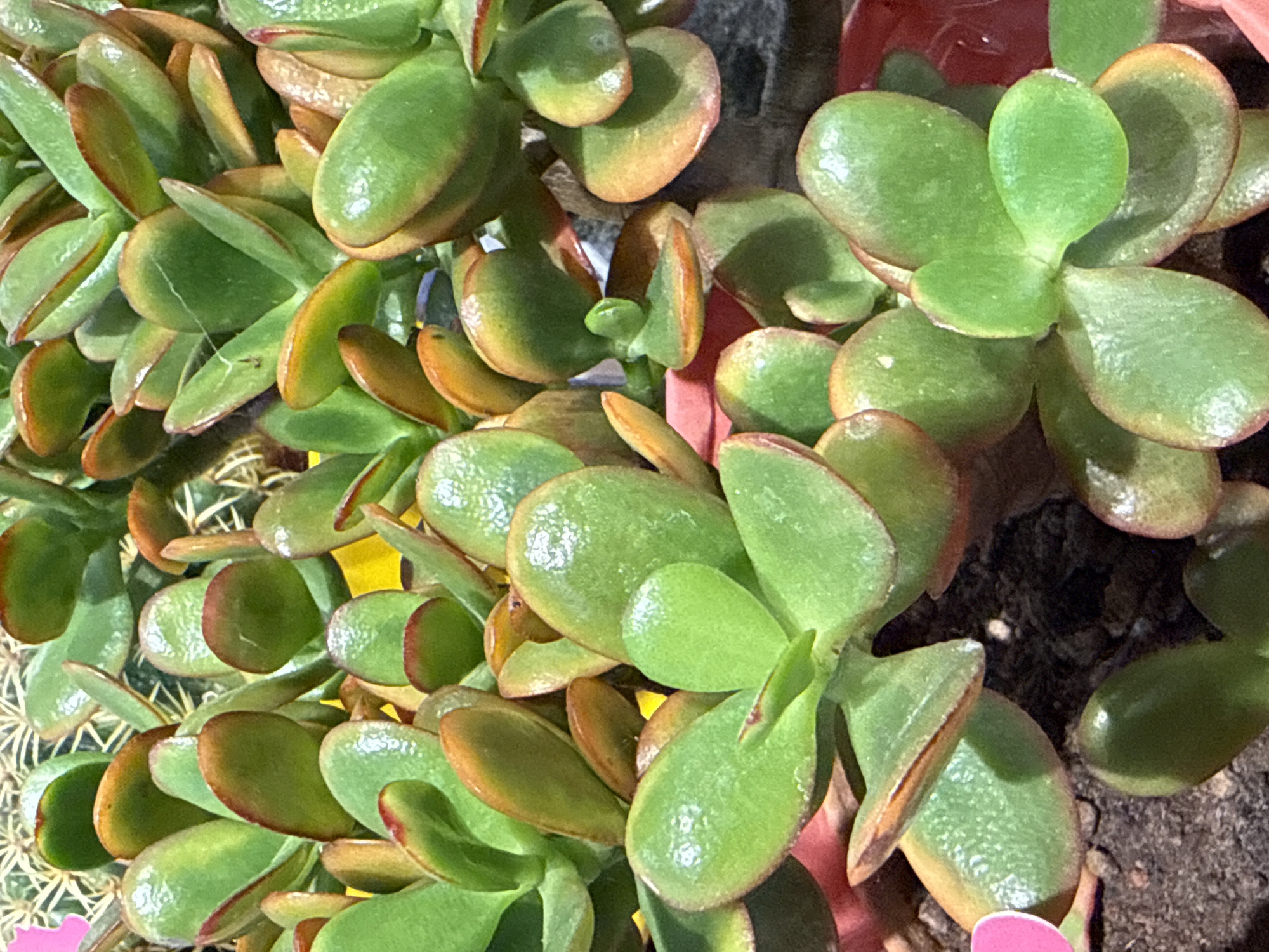A close-up, overhead shot of a cluster of jade plants fills the frame. The plants have thick, succulent, oval-shaped leaves that are a vibrant green, with some leaves displaying reddish-brown edges due to sun exposure. The leaves are clustered densely on thick, woody stems, creating a full and lush appearance. The soil beneath the plants is dark and appears to be a mix of dirt and perhaps some small stones. In the background, hints of other plants and a bright yellow object are visible, but they are out of focus. A small, pink label is partially visible on the left side of the frame, placed in the soil. The image was taken in Herzberg, Germany.