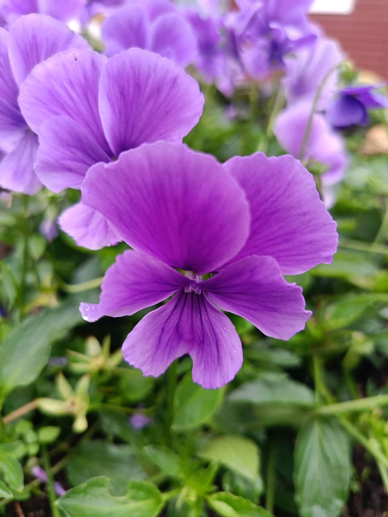 A close-up shot focuses on a blooming purple pansy flower, its petals delicately detailed with fine veins. The flower is centered in the frame, with other out-of-focus pansies and green foliage forming the background. A few dew drops are visible on the petals. The scene is set outdoors. The image does not contain any information that would indicate its location in Vishnovka, Russia.
