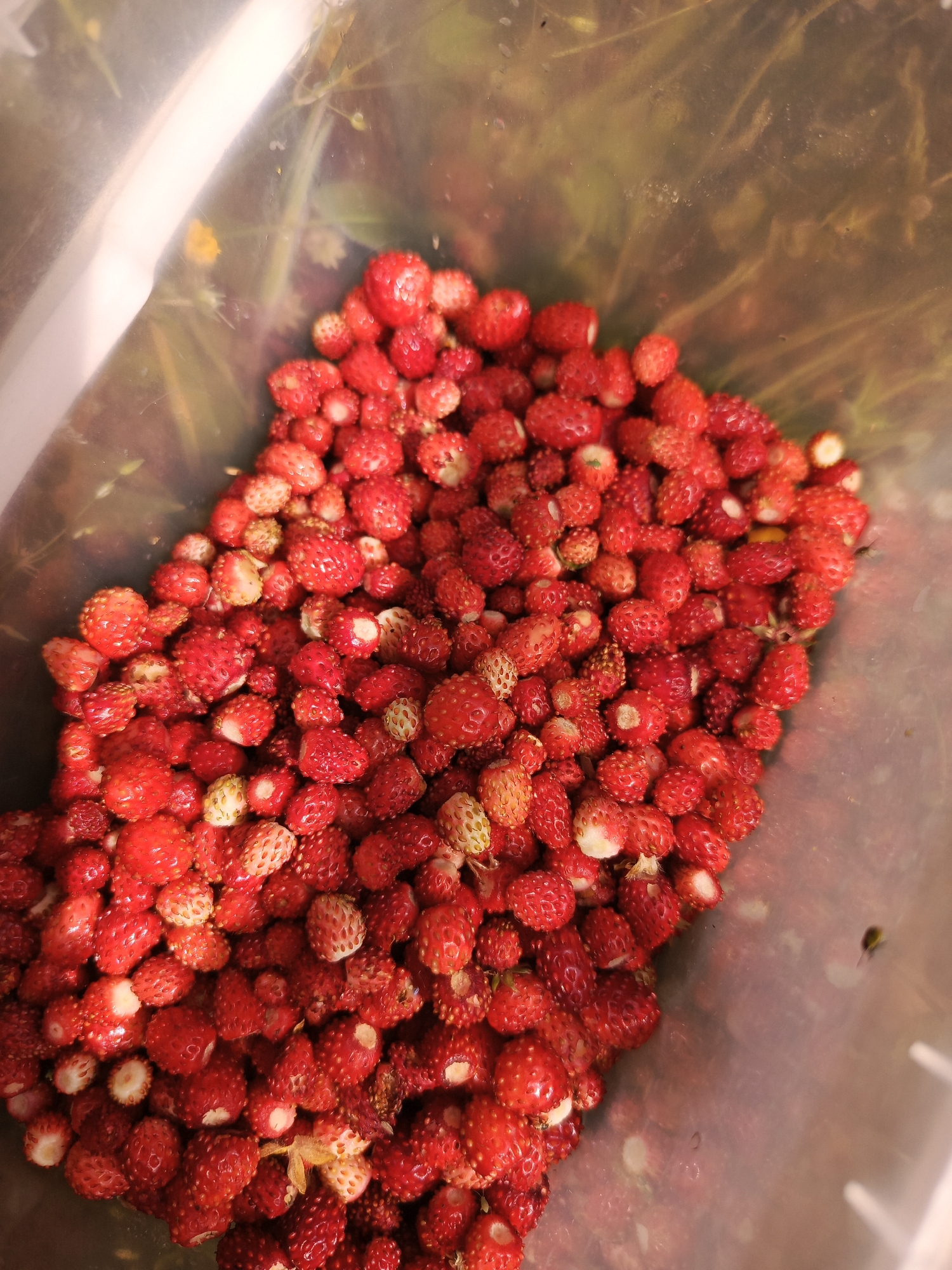 A close-up, top-down shot shows a translucent plastic bag filled with numerous wild strawberries. The strawberries are small, red, and appear to be freshly picked, with some green stems and leaves visible among them. The lighting suggests an outdoor environment, likely in a natural setting. The background is out of focus, but hints at foliage. This image depicts a collection of wild strawberries in a bag, possibly gathered in Chumna, Russia, given the context.