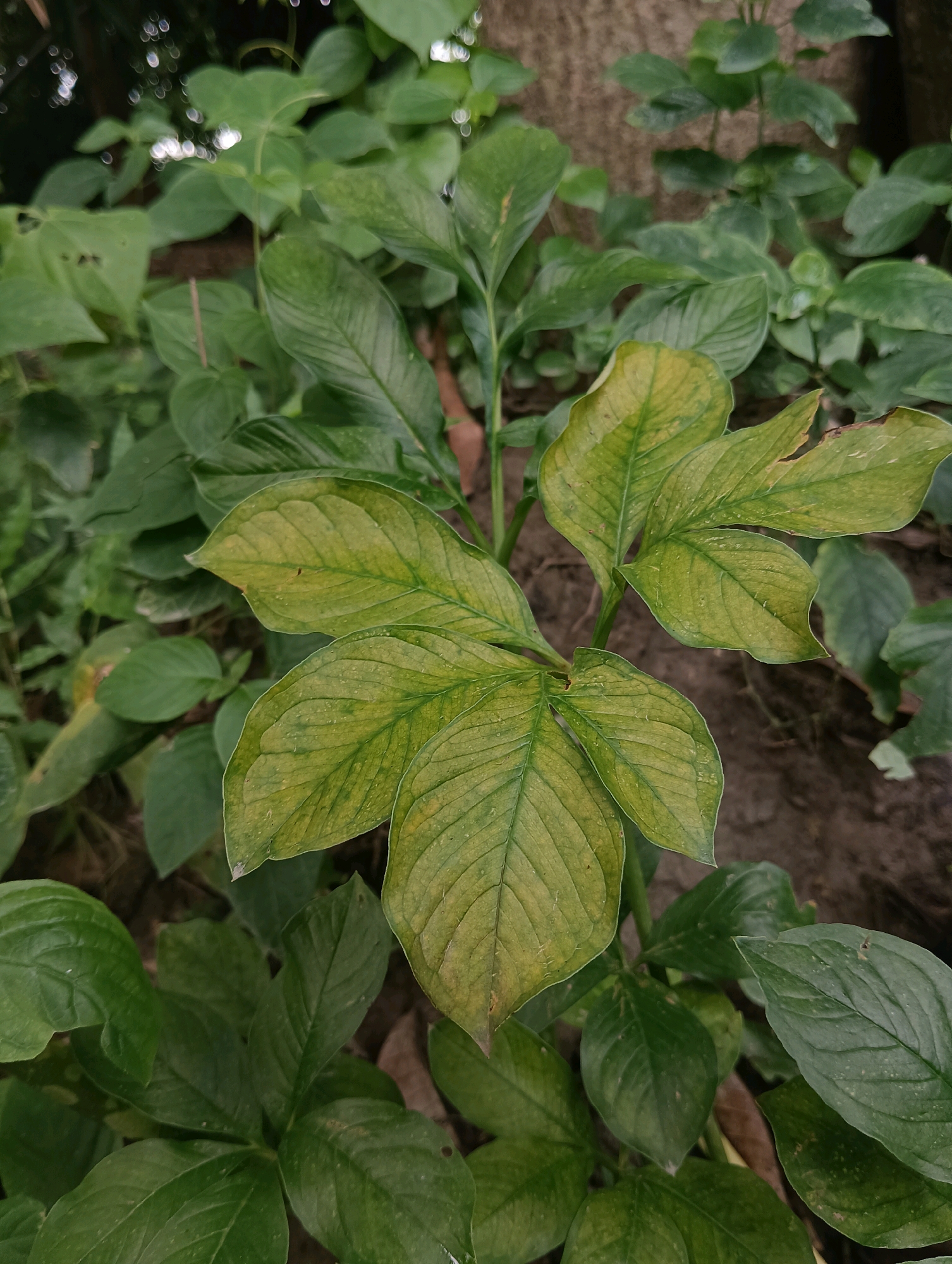 In the city of Kesari, India, a close-up, eye-level shot captures a cluster of lush green plants, with a specific focus on a central plant exhibiting leaves with a yellowish hue, suggesting a potential deficiency or stress. The foliage is dense and forms a natural canopy, with a background of dark soil. The lighting is natural, with subtle dappled sunlight creating highlights and shadows across the leaves. The overall scene is one of organic growth in a natural or semi-natural environment.