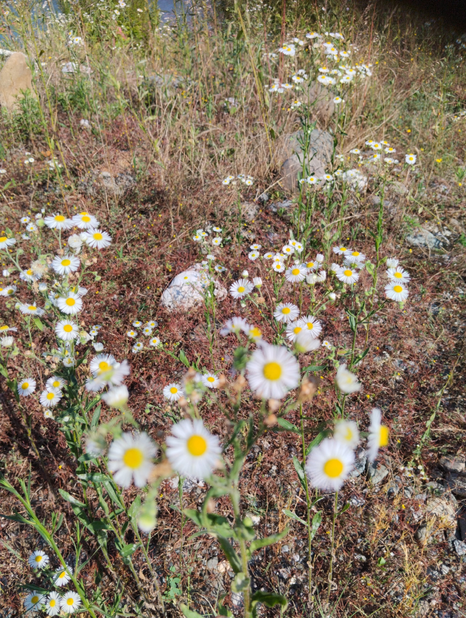 The image shows a patch of daisies with white petals and yellow centers growing in dry, brown grass and dirt. Some small yellow wildflowers are also visible. A large, light-colored rock is present in the middle ground. The scene appears to be outdoors in a natural setting, possibly a roadside or undeveloped area. The location is identified as Adlerskiy, Russia, but no specific landmarks or contextual clues within the image support this. No people or animals are visible. The lighting suggests it is daytime with bright sunlight.
