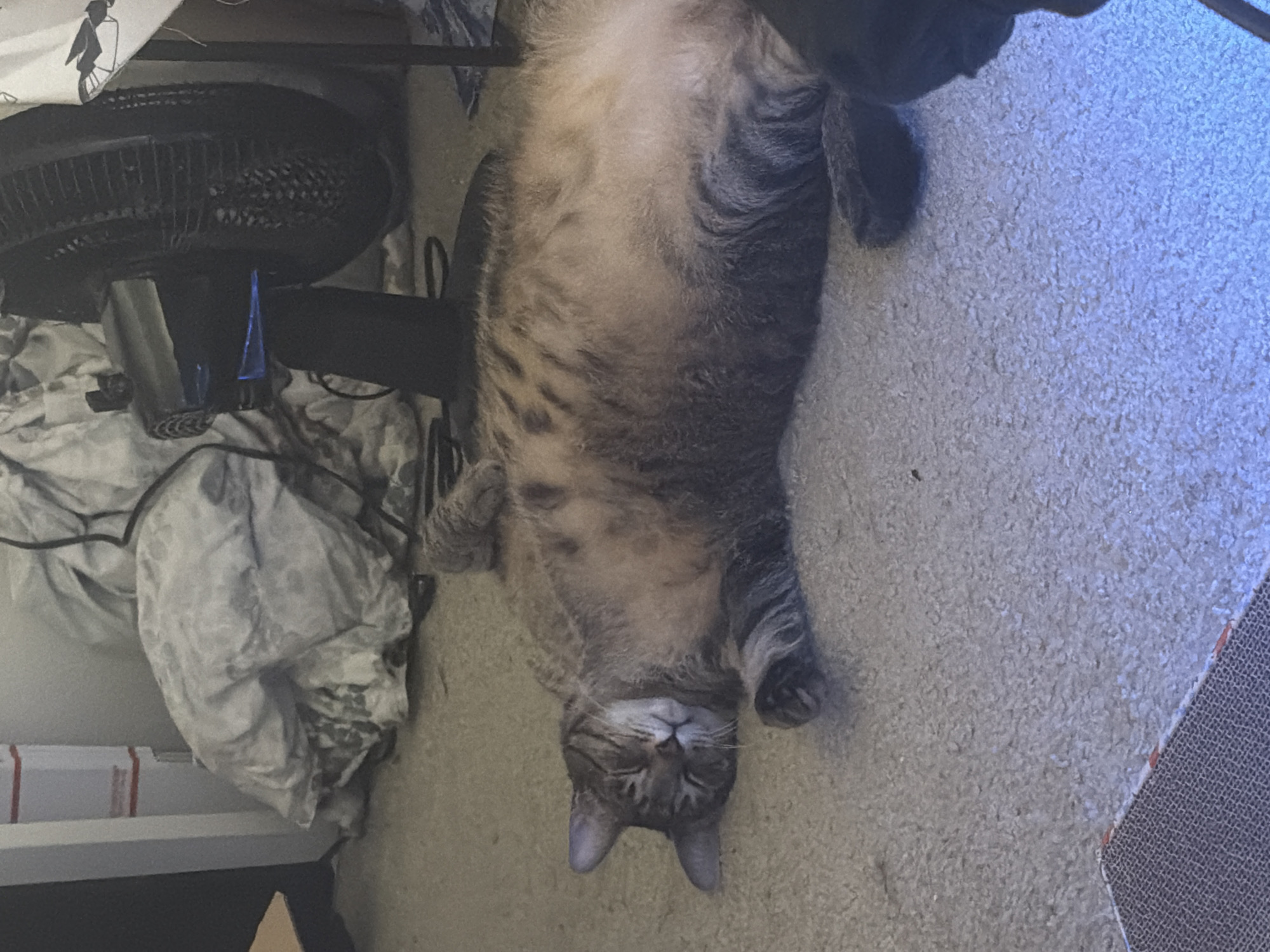 A tabby cat is lying on its back on a carpeted floor, appearing relaxed. The cat has gray and brown stripes and is facing towards the viewer. In the background, a black oscillating fan is positioned behind the cat, and some draped fabric, possibly bedding, is visible. To the left, a white cardboard box with red tape is stacked upright. The lighting in the scene is dim. The image was taken in Portland, Oregon, United States.