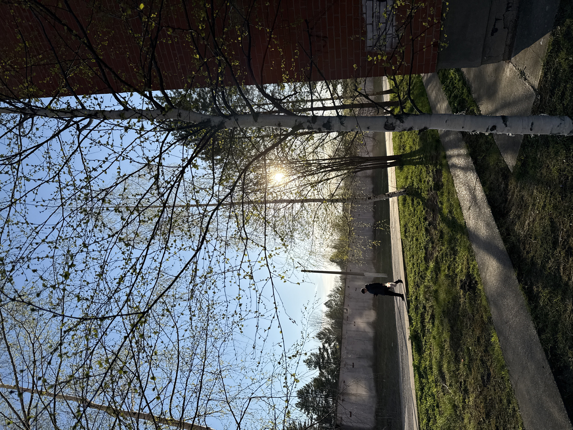 The image captures an outdoor scene on a sunny day. A person in dark clothing is walking along a paved path flanked by green grass on one side and a concrete wall on the other. The path appears to run between buildings, one of which is brick. Trees with new leaves frame the view, their branches reaching towards a clear blue sky where the sun is visible. The location appears to be a sidewalk of an urban area.