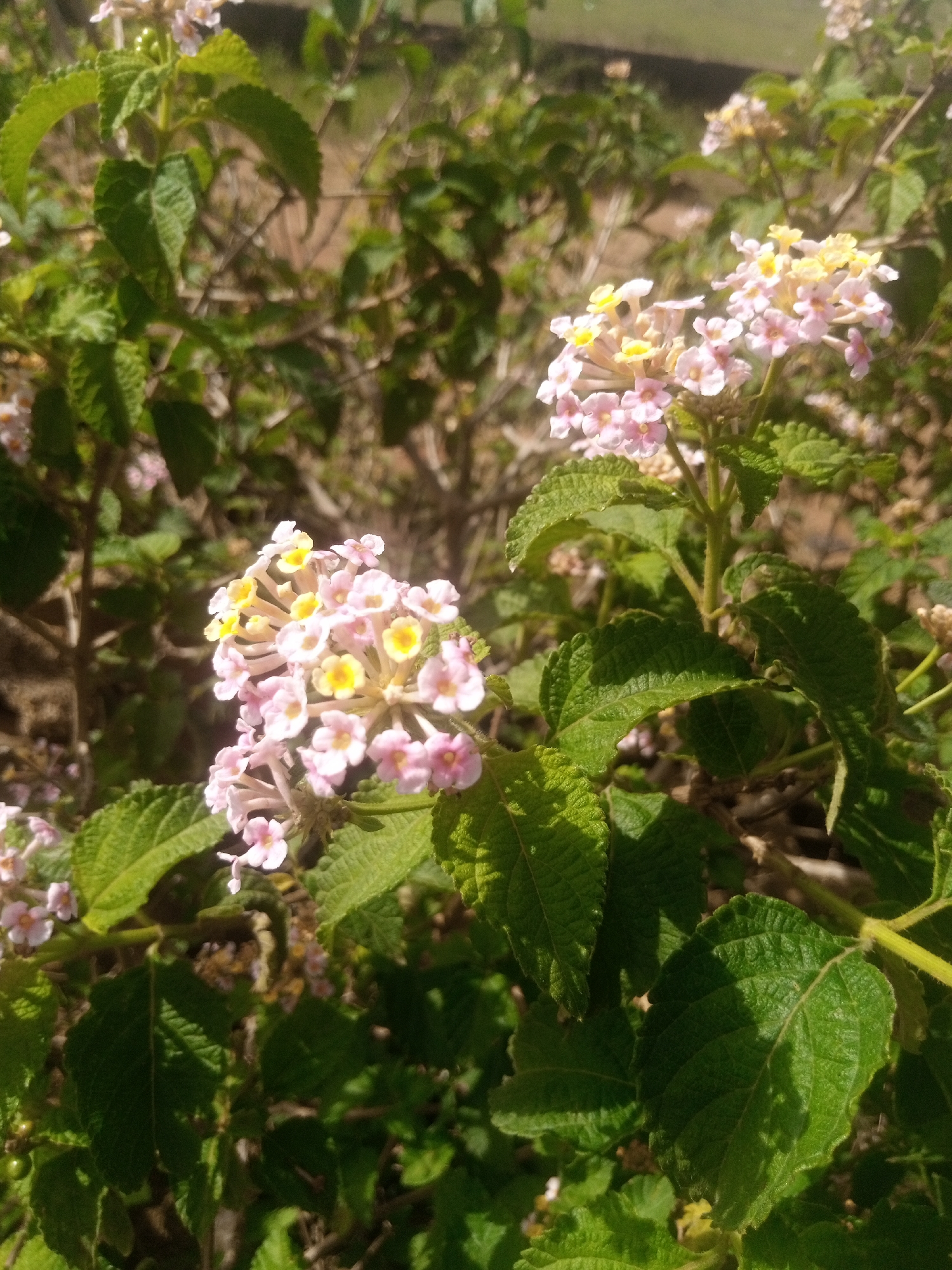 This is a close-up, eye-level, outdoor photograph of a cluster of small, pink and yellow flowers with green leaves. The flowers are composed of many tiny individual florets, forming a rounded inflorescence. The leaves are ovate with serrated edges and a prominent veined texture. The background is blurred and shows hints of brown earth and more green foliage, suggesting a natural setting, possibly a garden or wild area. There are no people or animals visible in the image. The lighting suggests it is daytime. The location in Kwang, Nigeria is not discernible from the image itself.
