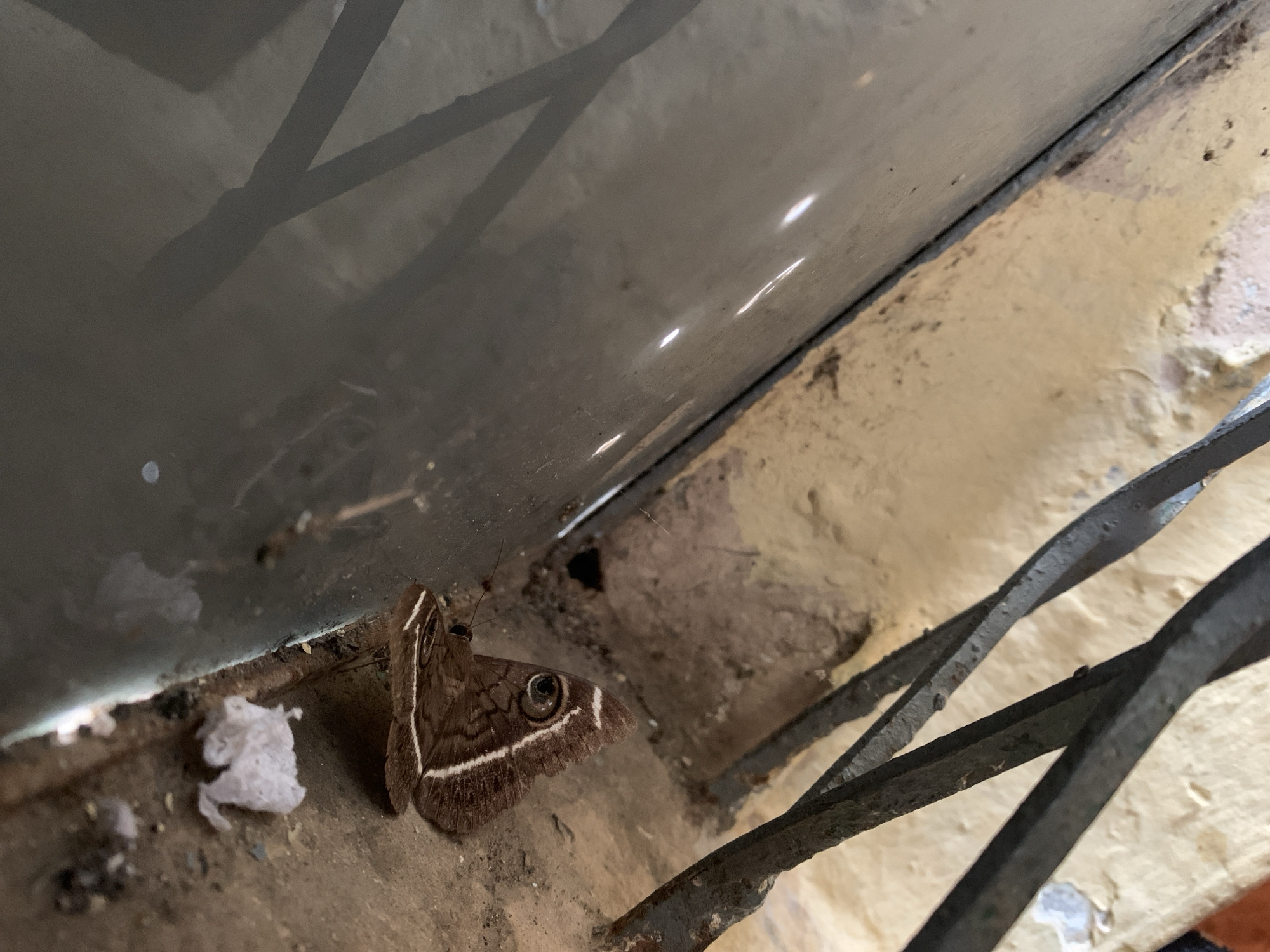 A medium shot photograph taken at ground level shows a brown butterfly with white markings on its wings resting on a dirt ledge. The butterfly is positioned on the right side of the frame, facing left. Its wings are closed, revealing a distinctive "eye" pattern on the left wing. The butterfly is resting on a rough, textured surface that appears to be concrete or dirt, with small debris scattered around it.
To the left of the butterfly, a dark, reflective surface, possibly glass or polished metal, occupies the majority of the left side of the frame. This surface curves slightly upward and away from the viewer. Above and behind the butterfly, a rusty, dark metal railing is visible, with several twisted bars forming a decorative pattern. The background consists of a textured, yellowish-beige wall that appears weathered and stained. The overall scene suggests an outdoor urban environment, possibly a forgotten or neglected corner. The location is identified as Kuru Karama, Nigeria, implying a setting within this specific city.