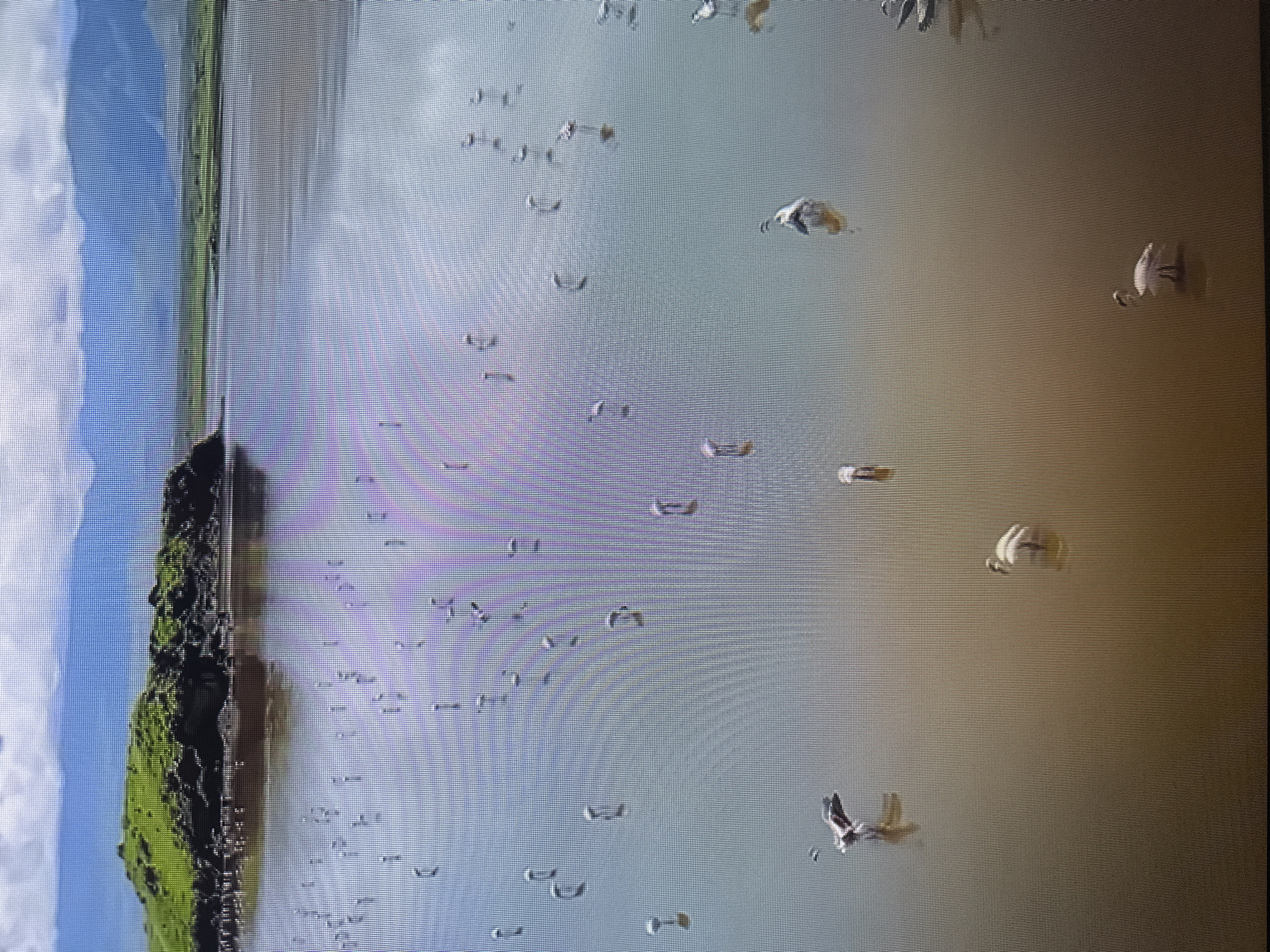 The image depicts a flock of flamingos in a body of water, likely a lake or shallow sea. The water is murky brown and reflects the sky and a distant green, hilly island. Several flamingos are visible, some standing in the water, while others are in various poses, including one with its wings spread as if in flight. The background features a blue sky with white clouds and distant mountains or hills. The scene appears to be a natural habitat for these birds. There is no indication of any urban environment or specific location in Kyiv, Ukraine.