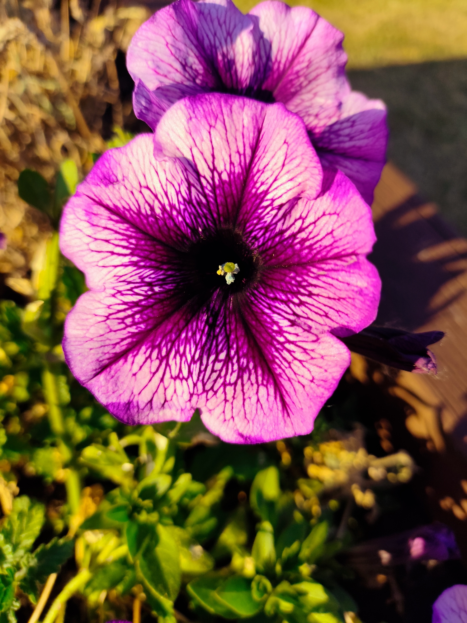 A close-up shot focuses on two purple petunias, with the front flower prominently displayed. The petunia's petals are a vibrant shade of purple, transitioning to a lighter pink towards the edges, and are marked with intricate, dark purple veins. The center of the flower is a deep black, with a small, yellowish stamen visible. The flower is positioned in the foreground, with other green foliage and a blurred background suggesting an outdoor setting. The lighting suggests it is daytime, with a warm, golden hue cast on the scene. The image does not provide any information about the location of Melling, United Kingdom.