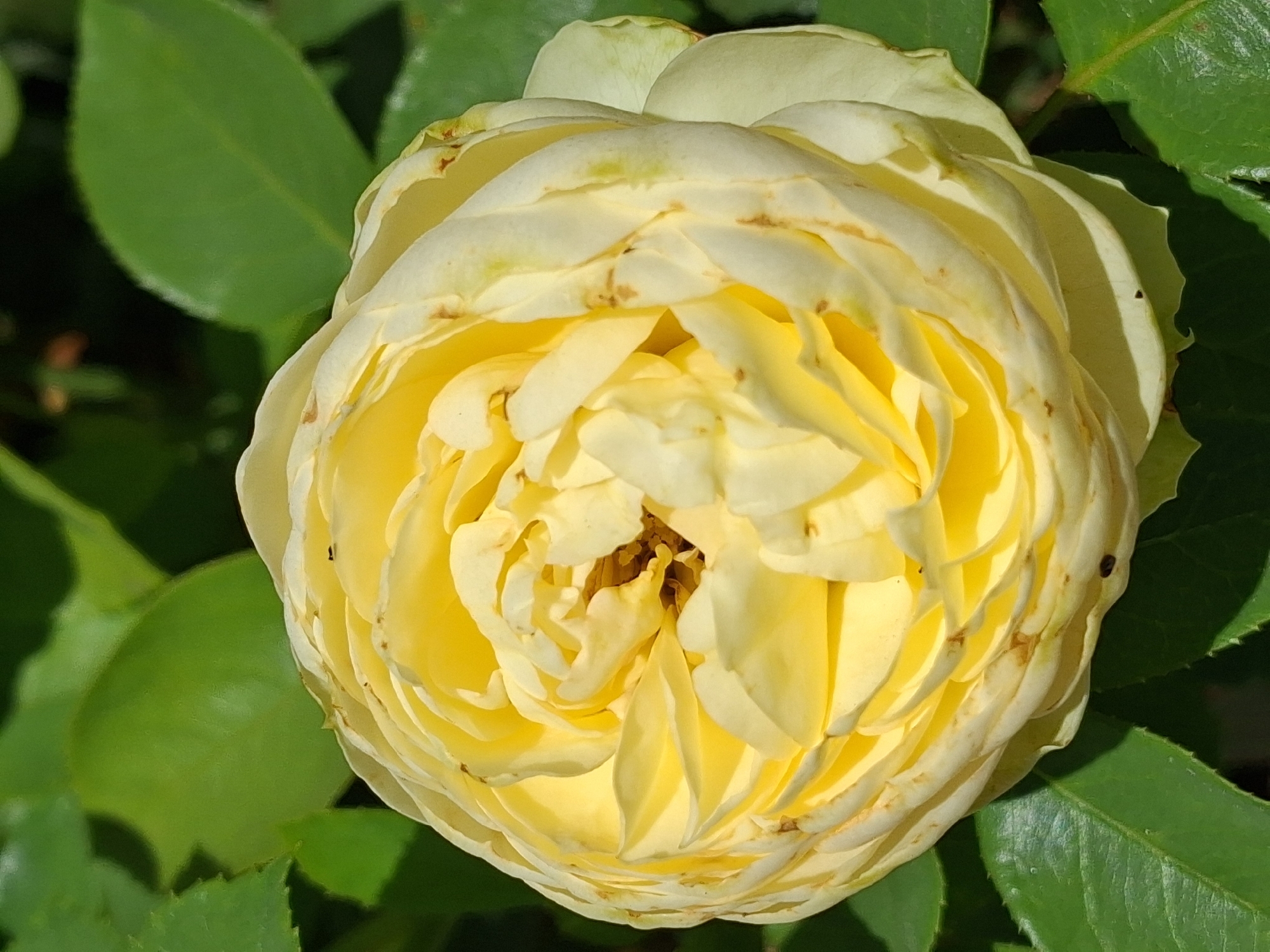 A close-up, high-angle shot captures a pale yellow rose in full bloom, its petals tightly spiraled. The rose is centered in the frame, with its vibrant yellow contrasting against a backdrop of lush green leaves. The leaves appear healthy and abundant, suggesting the rose is growing outdoors. Small, dark spots are visible on some of the rose petals, and a few minuscule black insects are perched on the petals, likely aphid or thrip damage, indicating the presence of an active ecosystem. The lighting suggests it's daytime, with sunlight highlighting the textures of the rose and leaves. The image quality is sharp, revealing fine details such as the veins on the leaves and the delicate edges of the petals. The context of Horodyshche-Kosivske, Ukraine, implies this rose is part of a garden or natural landscape within that region.