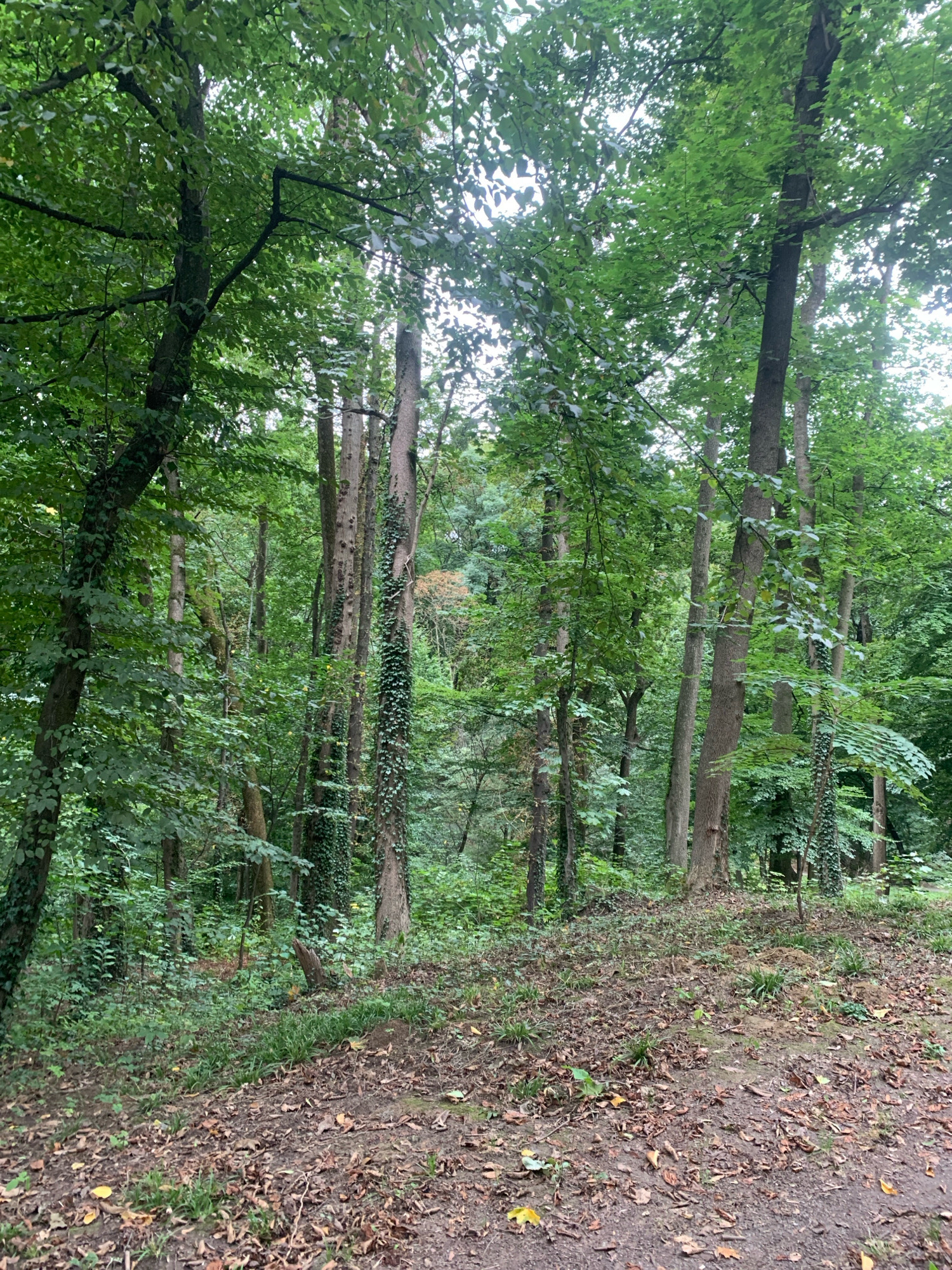 This is a full, eye-level shot of a dense forest, possibly in Lviv, Ukraine, during the daytime. The foreground is a dirt path covered in fallen leaves and patches of green grass. The middle ground features several tall, slender trees with green foliage. Some of these trees are covered in ivy. The background consists of more trees and dense greenery, creating a lush and slightly overgrown appearance. The lighting suggests an overcast or shady day, as there are no strong shadows. There are no people or animals visible in the image.