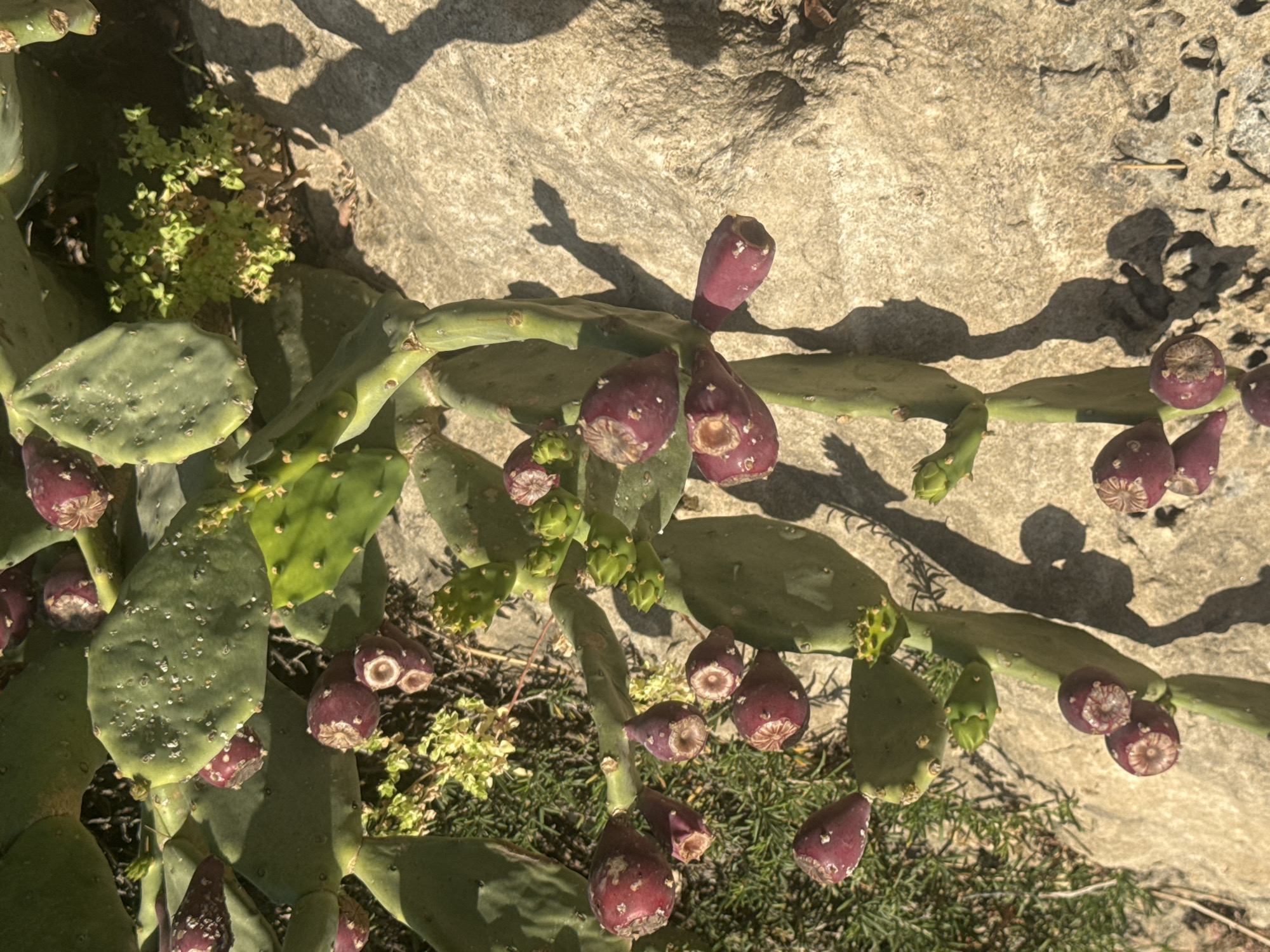 The image shows a prickly pear cactus plant growing near a light-colored rock surface. The cactus has green pads and multiple reddish-purple fruits. There are also smaller green plants surrounding the base of the cactus. The scene is bathed in sunlight, casting shadows of the cactus onto the rock surface. The image was taken in Ramat Gan, Israel.