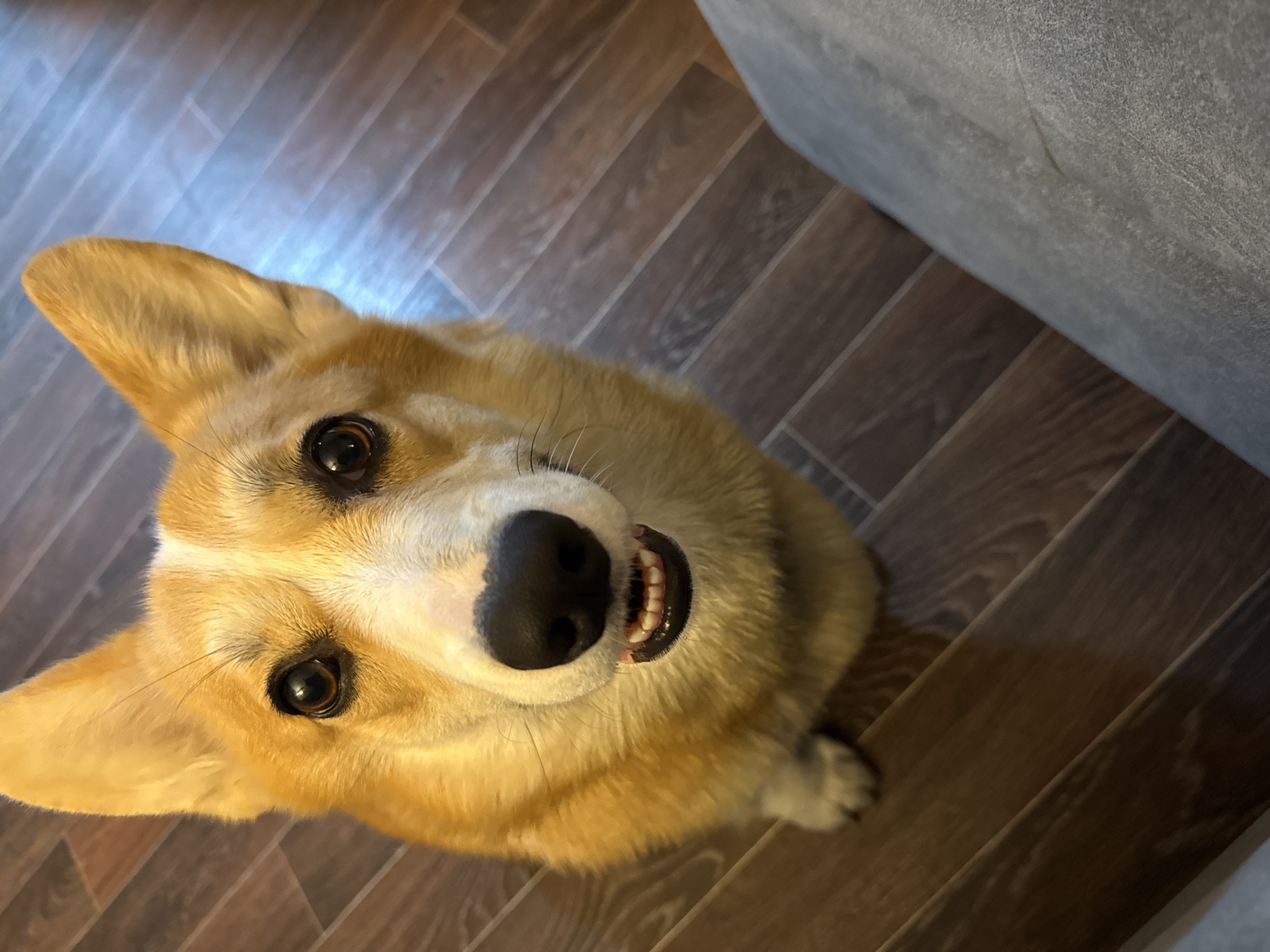 A corgi dog with brown and white fur is the primary subject, looking up at the camera with its mouth slightly open, revealing its teeth. The dog is positioned on a dark brown hardwood floor with light reflecting off the surface. A gray, fabric-covered object, possibly a couch or chair, is visible in the upper right corner. The scene is indoors. The location is unknown and cannot be determined based on the information in the image.