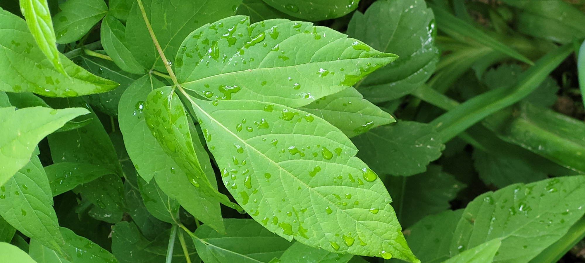 The image shows a close-up view of green leaves covered in water droplets. The leaves are clustered together, creating a dense and lush appearance. The water droplets are scattered across the surface of the leaves, adding a sense of freshness and moisture to the scene. The background consists of more green foliage, creating a blurred and out-of-focus effect. The image is well-lit, with natural light illuminating the leaves and highlighting the water droplets. The location is Unknown, Unknown.