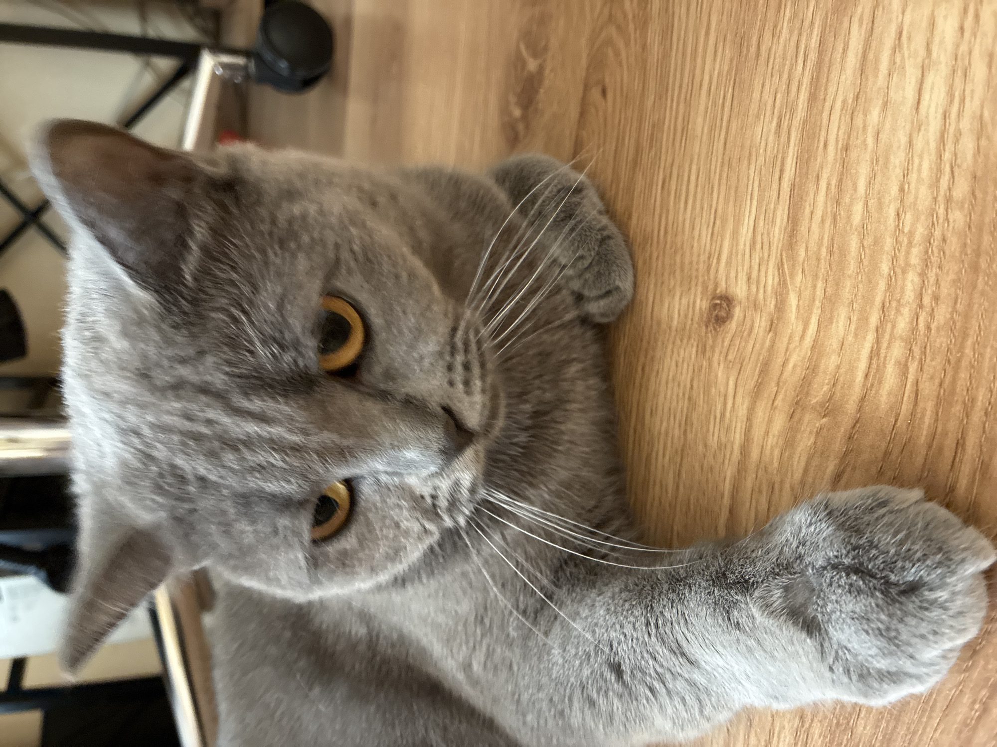A close-up, eye-level, medium shot captures a grey British Shorthair cat lying on a light brown, wooden floor. The cat is oriented diagonally across the frame, facing right, with its head slightly tilted down and to the right. Its amber eyes are wide and attentive, with dark pupils. Long, white whiskers fan out from its muzzle. One of its front paws is extended forward, resting on the floor, while the other is tucked beneath its body. The background is softly blurred, showing hints of furniture and a rolling office chair. The lighting is bright and natural, casting subtle shadows. The image is devoid of any human presence or identifiable landmarks in Alanya, Turkey.