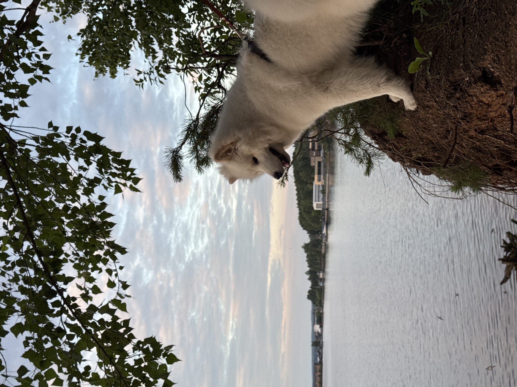 A fluffy white dog stands on the edge of a steep dirt embankment overlooking a wide body of water. The dog is looking down and to the left, with its mouth slightly open and tongue visible. The dog is wearing a harness and leash, which is a dark color. The water has small ripples and a few birds are visible in the distance. Across the water, there is a shoreline with trees and buildings, suggesting an urban or suburban area. The sky is overcast with soft, diffused light. This scene appears to be near Chaikovsky, Russia, a city known for its large reservoir and industrial presence. The embankment is covered with sparse vegetation and exposed roots. The overall atmosphere is peaceful and natural, despite the hints of civilization in the background.