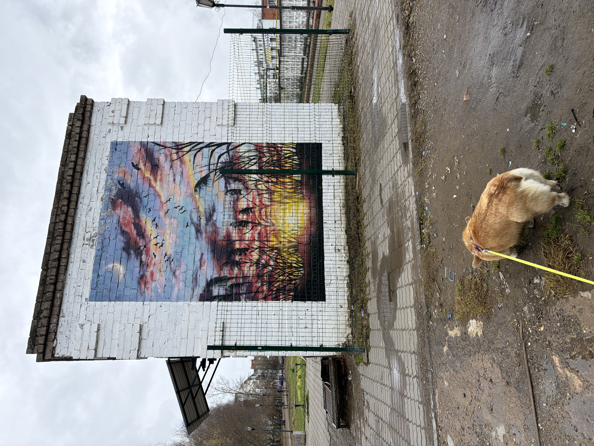 The image depicts an outdoor scene in what appears to be an urban area. A brick wall with a mural is visible, featuring an image of a face alongside a flock of birds against a sky painted with red, yellow, and blue hues. A chain-link fence runs perpendicular to the wall, creating a barrier between the mural and the adjacent pavement. The ground appears wet and has debris and vegetation. An orange and white dog is sniffing the ground. The dog is on a yellow leash. The image seems to have been taken in Chaikovsky, Russia.