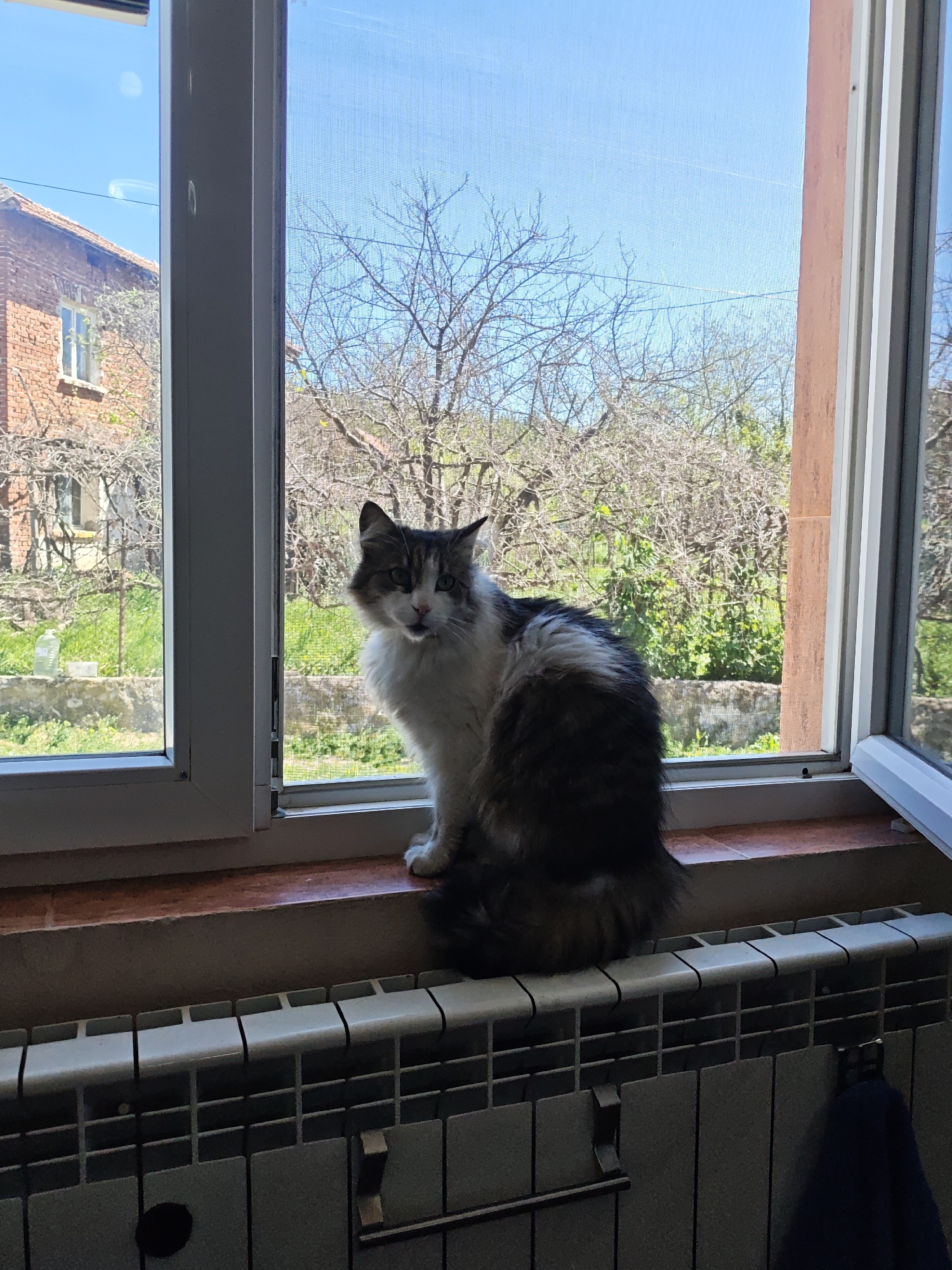 A medium indoor shot shows a cat sitting on a window sill with a radiator underneath. The cat has a mix of white and brown fur. It is sitting upright and facing the camera. It has a long tail with white and brown fur. The window sill is made of terracotta tiles. A radiator with white sections is underneath the window sill. A building can be seen through the window to the left and trees can be seen through the window behind the cat. The sky is blue. The location of the photo is unknown.