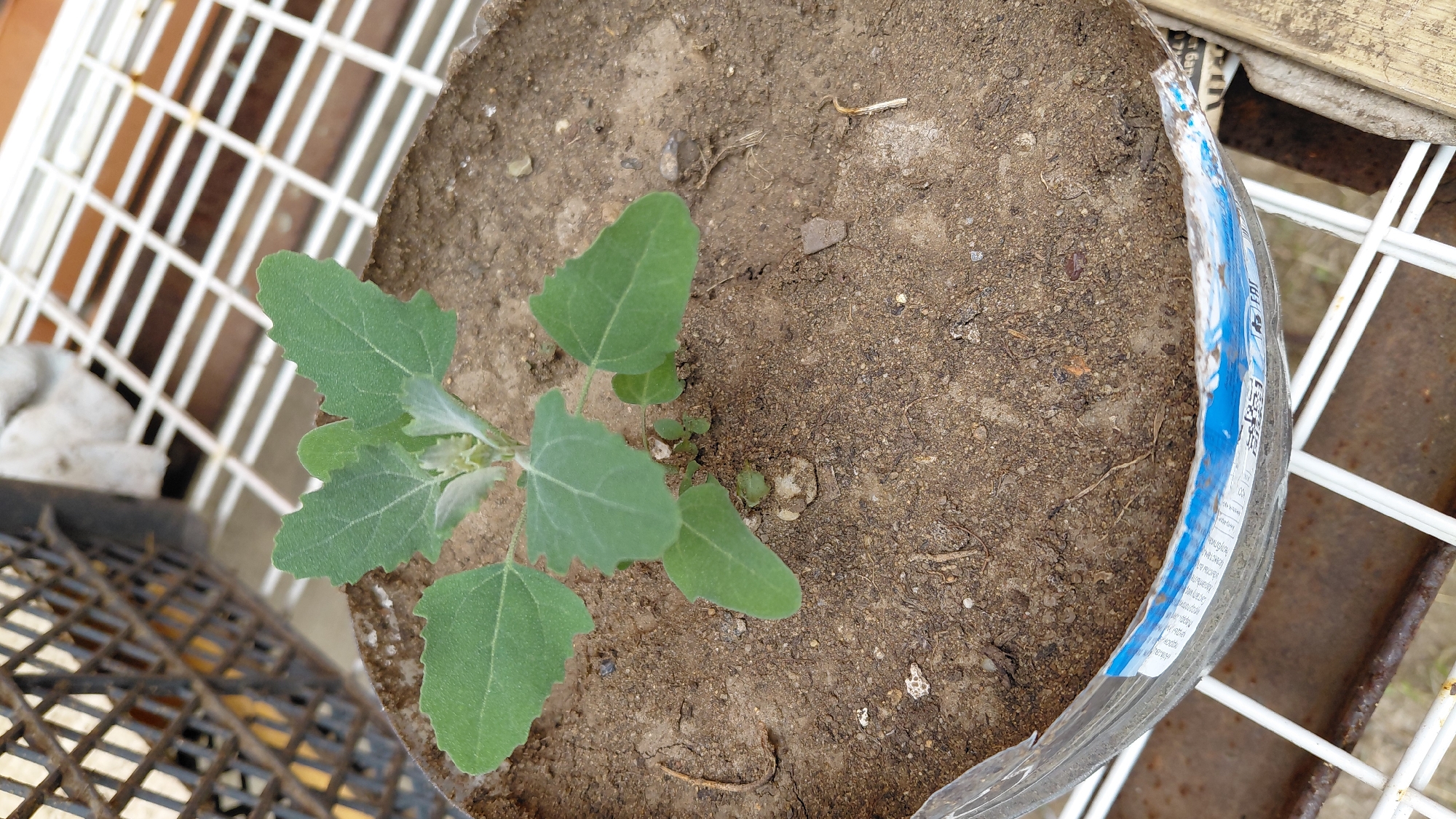 A young plant with light green, triangular leaves is growing in a circular, makeshift planter made from a cut plastic bottle. The planter is filled with dark, dry soil. The planter sits on a white, metal grate, which is supported by a rusty metal shelf. In the background, a dark metal crate is visible. The image is taken from a high angle, looking down at the plant. The overall scene suggests an outdoor setting, possibly a balcony or a garden area in Aktobe, Kazakhstan.