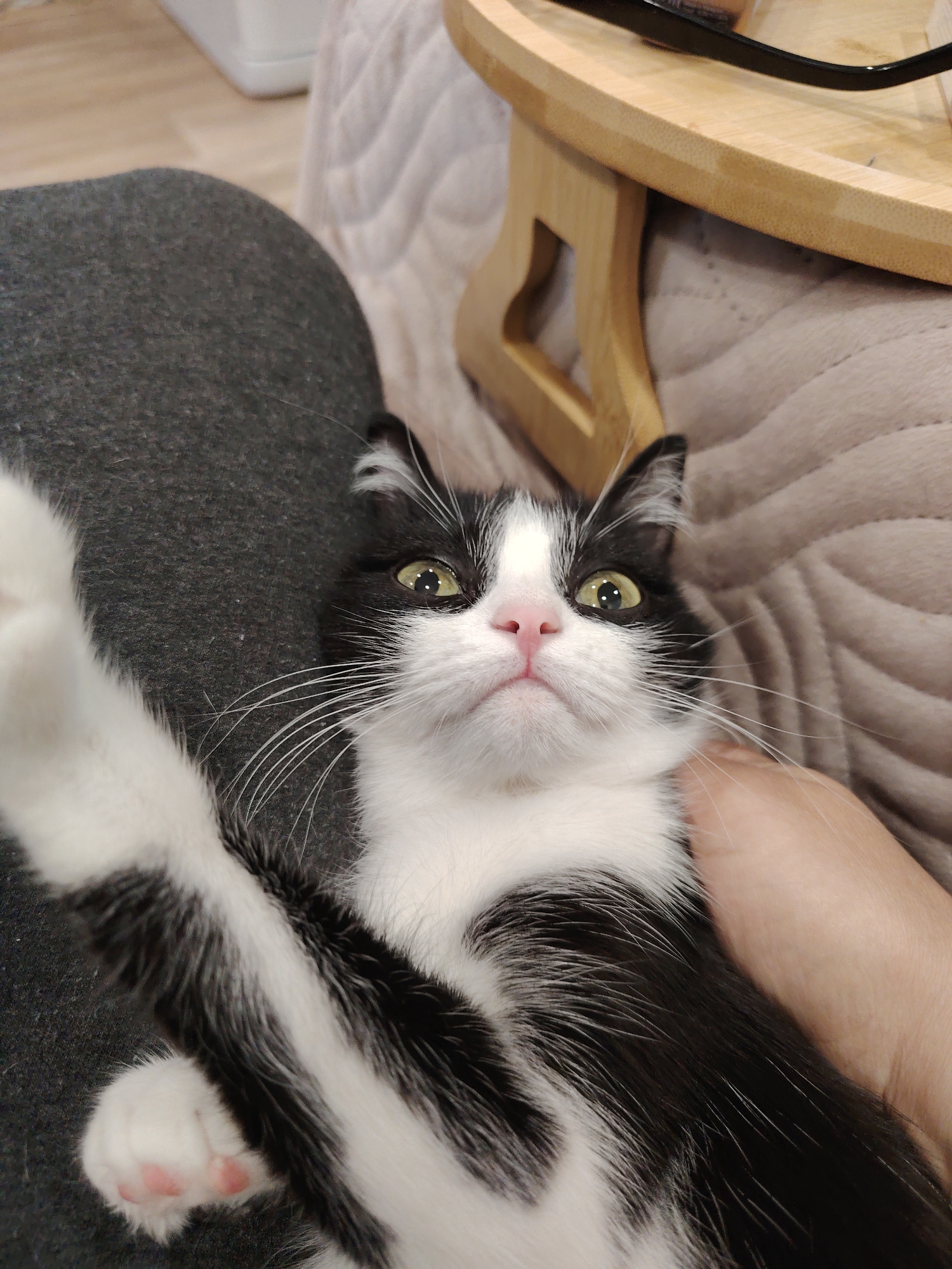 A black and white cat is lying on its back with its head facing the camera. The cat has green eyes, a pink nose, and long white whiskers. Its left paw is extended and visible, showing pink toe beans. The cat rests on a gray fabric surface, likely clothing. To the right of the cat, there's a padded beige surface and a wooden tray table.