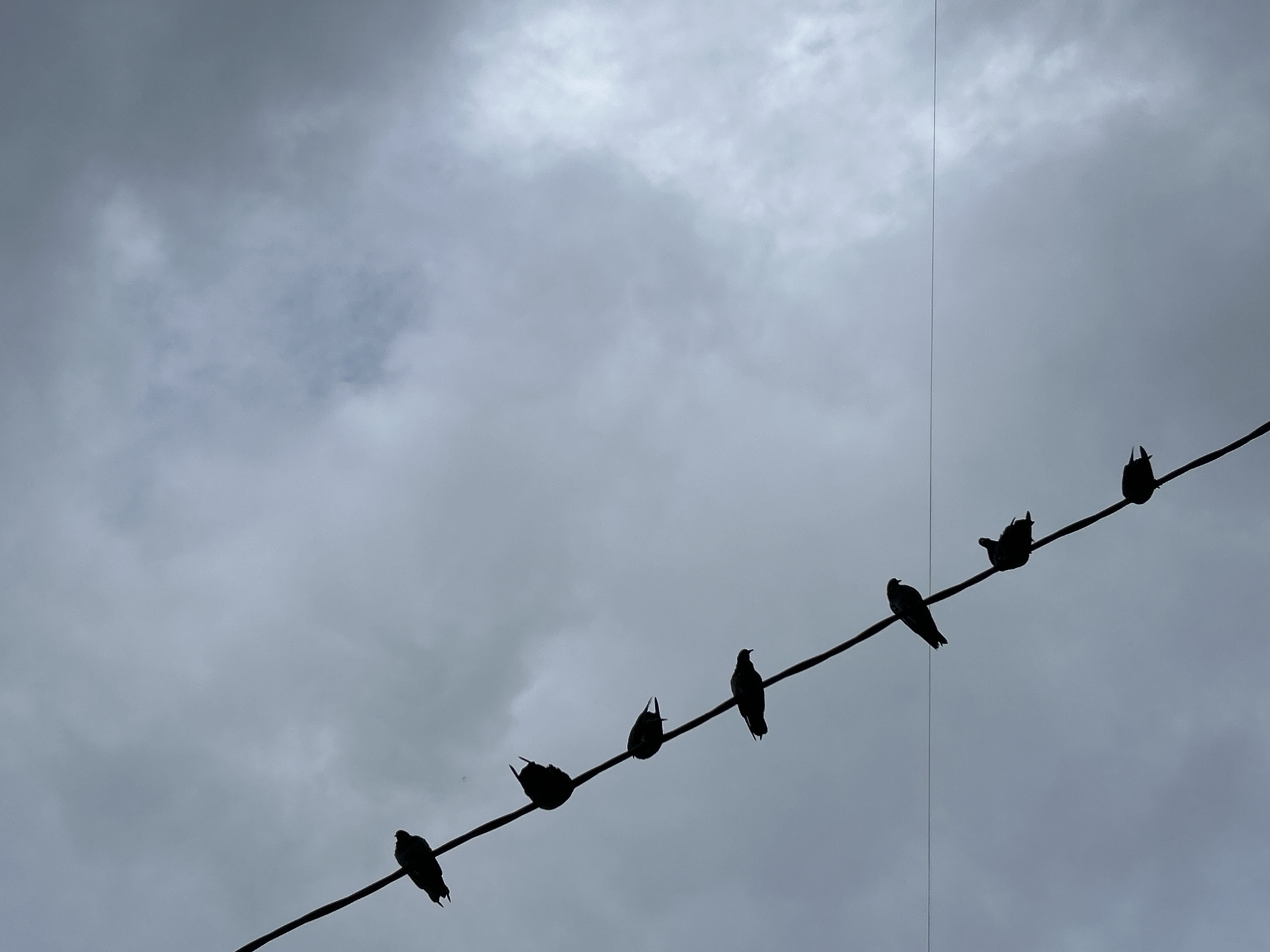 Eight pigeons are silhouetted on a power line against a cloudy, gray sky. The power line runs diagonally from the upper left to the lower right of the frame. The pigeons are spaced out along the line, facing in various directions. The sky is overcast with textured clouds. The scene appears to be outdoors in an urban environment, potentially in Moskovskiy, Russia. There are no people or other discernible objects in the image.