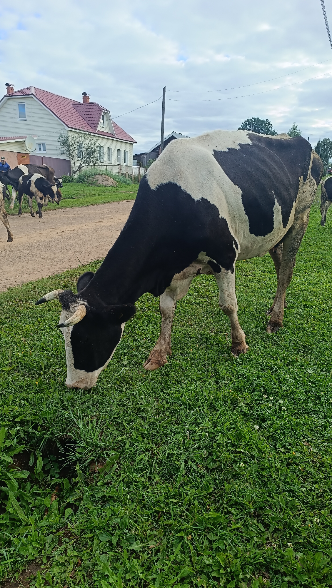 A black and white cow is grazing on a grassy field in front of a rural house with a red roof. There are other cows in the background, as well as a dirt road and a utility pole. The sky is cloudy. The location is the city of Karsha, Russia.