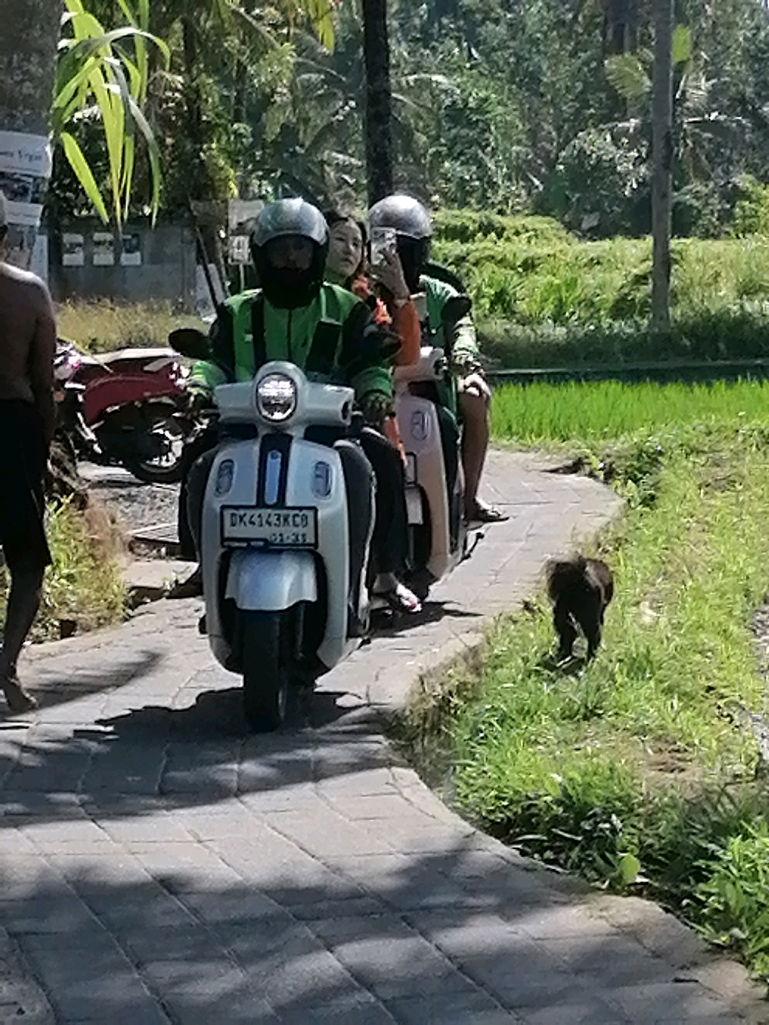 The image depicts a sunny day scene in Ubud District, Indonesia. In the foreground, a person wearing a green vest and a helmet is riding a white scooter. Another scooter, red, is parked behind it. A second person, also wearing a helmet and possibly a woman, is seated behind the rider of the white scooter, holding a phone. A dark-colored monkey is visible on the grassy area to the right of the path. The background shows lush green rice paddies and palm trees, typical of the Balinese landscape. The path in the foreground appears to be paved with interlocking bricks.