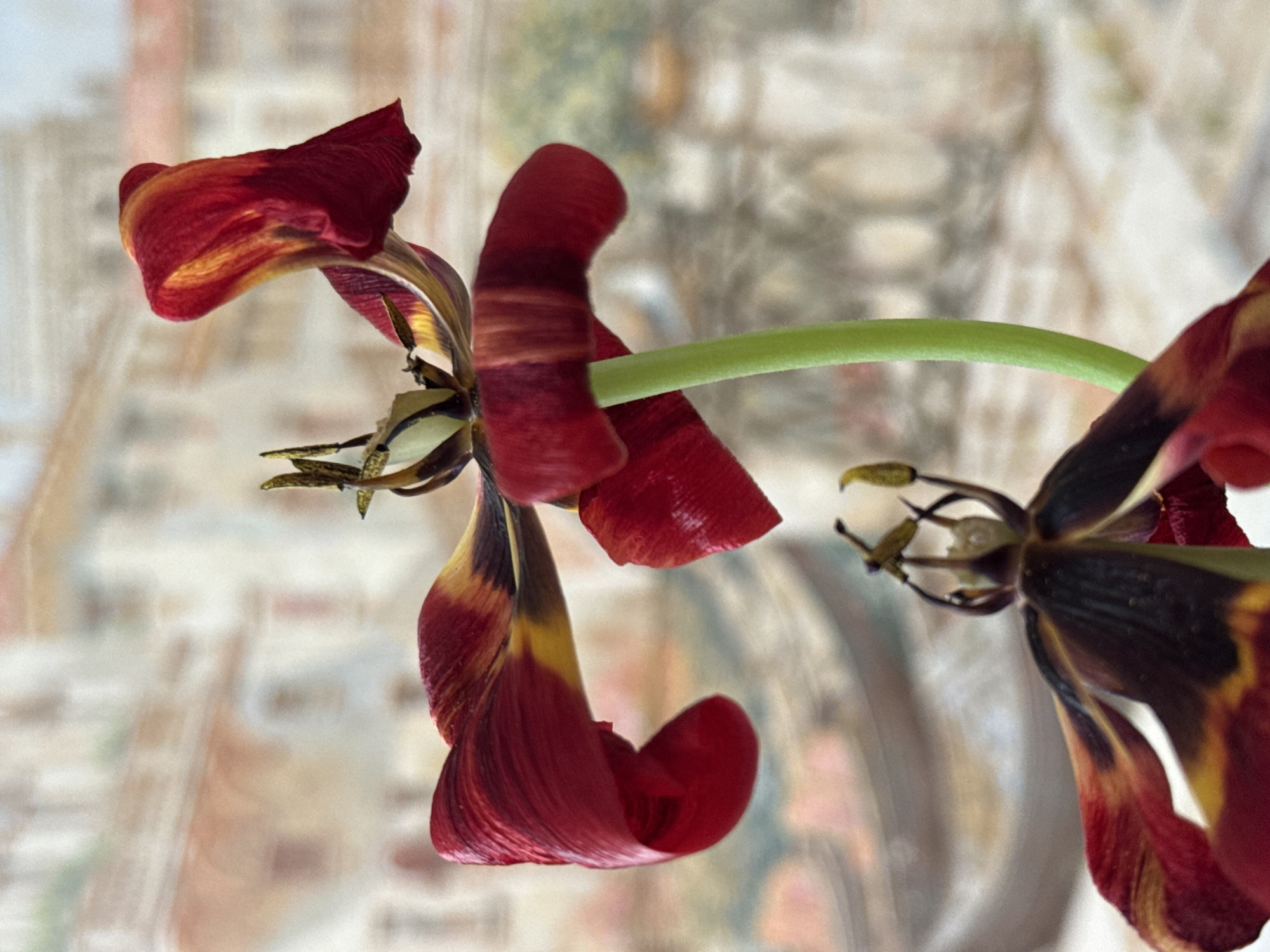 Two wilting tulips are centered in the image against a blurred background. The tulips are predominantly red with yellow and black streaks. The left tulip is more intact with several petals still attached, while the right tulip is more deteriorated, with fewer petals and exposed reproductive structures. A green stem connects the two flowers. The background features indistinct shapes and colors, resembling a blurred landscape or interior scene. The image is taken at eye-level and slightly angled. The location of the image is not discernible as Vsevolozhsk, Russia based on the visual content provided.