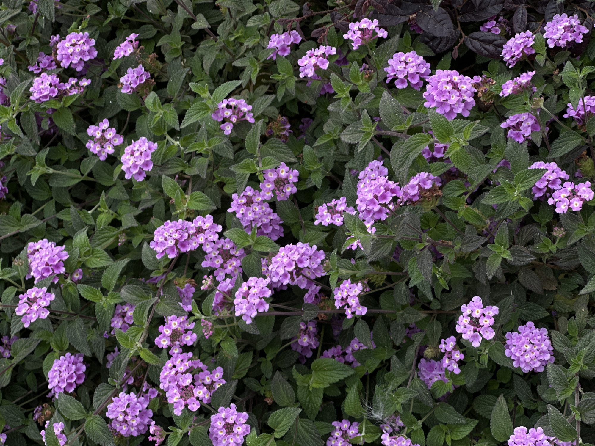 This media file presents a close-up view of dense flowering plants, specifically a variety of Lantana, characterized by numerous small, light purple blossoms. The flowers are clustered tightly into rounded inflorescences, many featuring pale yellowish centers. The dominant color of the blooms is a soft lavender or lilac. The foliage is abundant, with textured, ovate leaves that have slightly serrated margins. Most leaves are a vibrant green, while some, particularly in the upper and right sections, exhibit a darker, almost reddish-purple shade. The plants form a thick, intertwining groundcover or shrub, creating a lush texture across the frame. There are no people, discernible objects, or visible text within the image. The scene is a static depiction of nature, captured during daylight, and is located in Šušanj, Montenegro.