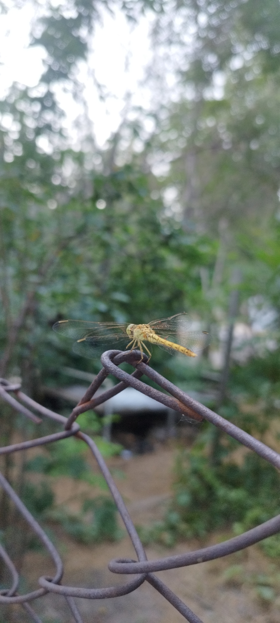 A close-up, vertical shot shows a yellow dragonfly perched on a rusty, wire fence. The dragonfly is the primary subject, with its body and delicate, transparent wings clearly visible. Its abdomen is segmented and tapers to a point, and its head is positioned to the left, with large eyes and small antennae. The fence, made of twisted metal wires, forms the foreground and mid-ground, with one of the wires curving to support the dragonfly. The background is softly blurred, featuring lush green foliage, suggesting an outdoor, natural setting, possibly a garden or park. The bokeh effect of the background, with its scattered circles of light, indicates natural light filtering through trees. The overall tone is calm and serene, with no people or specific text visible. The time of day is unclear, but the lighting suggests it is daytime.
