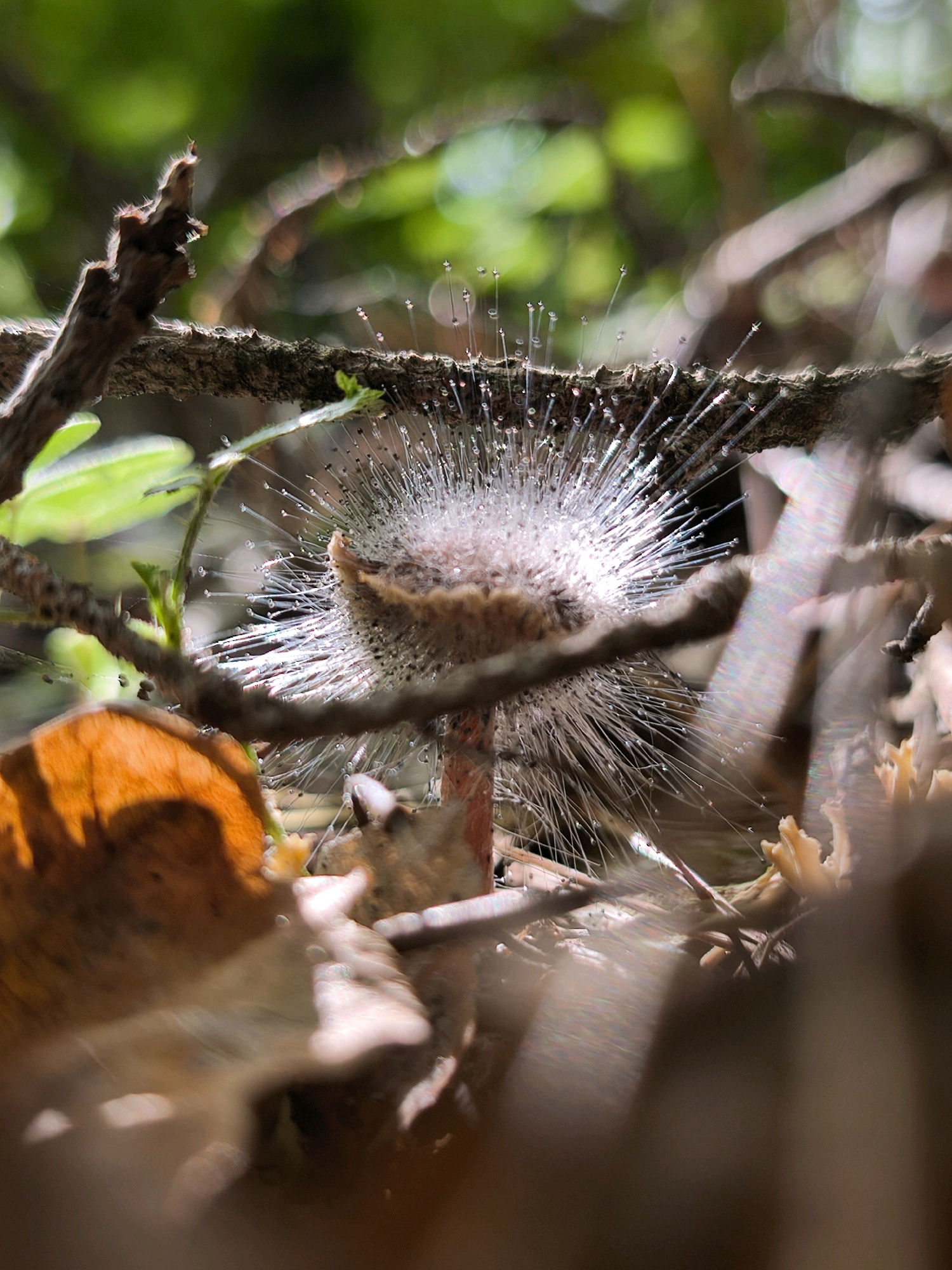 The image depicts a close-up view of a small, fuzzy object with numerous thin, hair-like structures extending outwards, many of which are tipped with tiny droplets. The object appears to be growing on a piece of bark or wood, which is also covered in fine, white filaments. The background is blurred, showing green foliage and brown branches, suggesting an outdoor environment, possibly a forest or park. Fallen leaves are visible in the foreground, one of which is a prominent orange-brown color. The lighting suggests it is daytime, with sunlight filtering through the canopy. There are no people or discernible actions taking place. The overall scene evokes a micro-level view of nature, highlighting intricate details of fungal growth or a similar organic structure. The location in Mahilyow, Belarus, is not visually represented in the image itself.