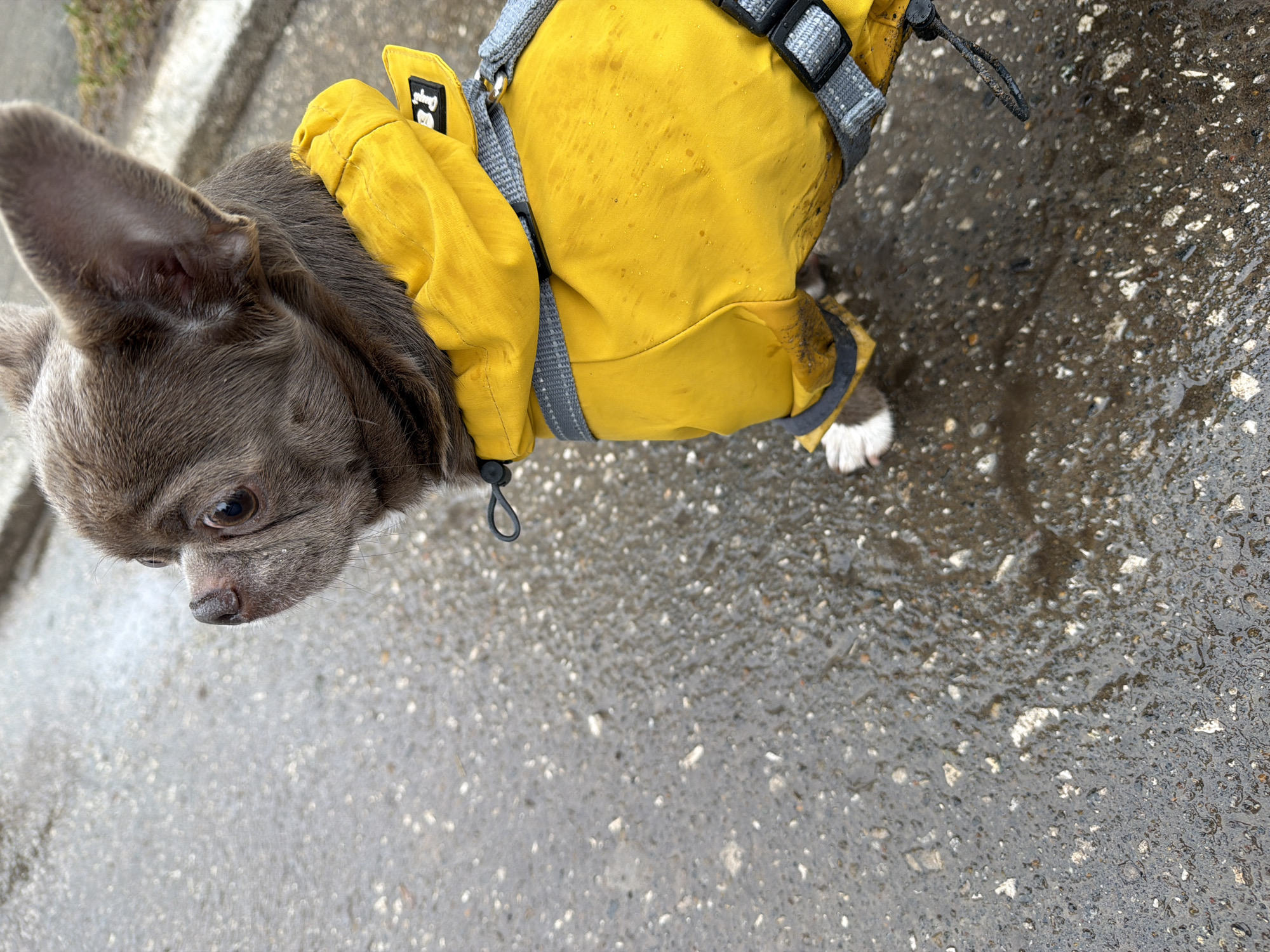 A small, long-haired Chihuahua wearing a yellow raincoat and grey harness stands on wet, grey pavement. The dog's fur is a muted grey-brown, and it has one white paw visible. The pavement has scattered gravel and the sheen of recent rain. The location and the city are not discernible from the image.
