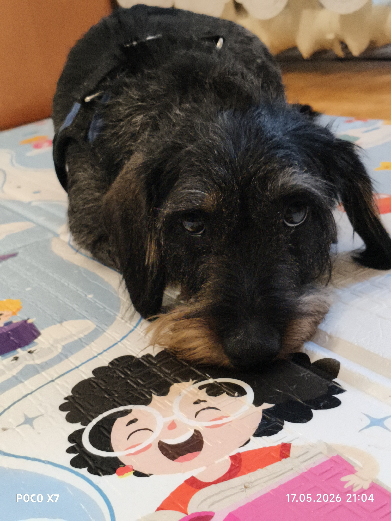 A low-angle, indoor shot features a dachshund lying on a play mat. The dog has dark, wire-haired fur and a tan muzzle. It rests its head on a drawing of a person wearing glasses. The mat has a light blue and white patterned background with cartoon figures. In the lower-left corner of the image, "POCO X7" is printed. The lower-right corner displays the timestamp "17.05.2026 21:04." Location is inferred to be in the city of Chaikovsky, Russia.