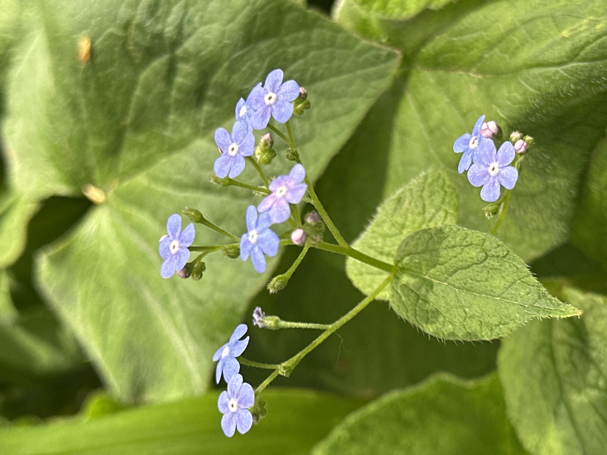 The image shows a cluster of blue forget-me-not flowers surrounded by green leaves. The flowers have five petals each and a white center. The leaves are rounded and have a slightly fuzzy texture. The background is blurred, but appears to be more green foliage. The location is unknown.