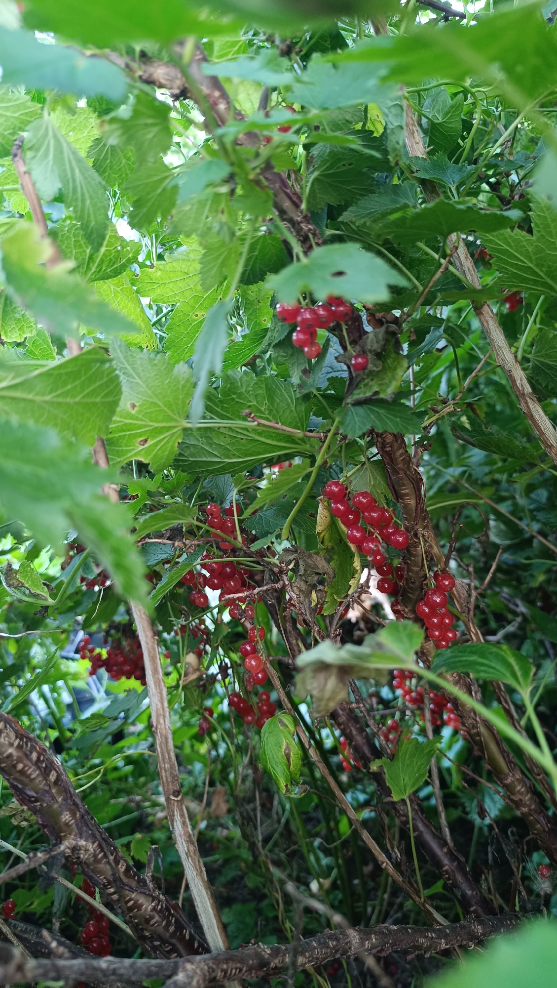 The image shows a close-up view of a red currant bush with ripe red berries. The berries are clustered together on thin stems, hanging amidst green leaves. The bush has several woody branches, some of which are rough and textured. The background is filled with more green foliage, suggesting an outdoor, natural setting. There are no people or animals visible in the image. The scene is likely a garden or a wild area with currant bushes. The location of Karsha, Russia, cannot be determined from the visual information provided in the image.