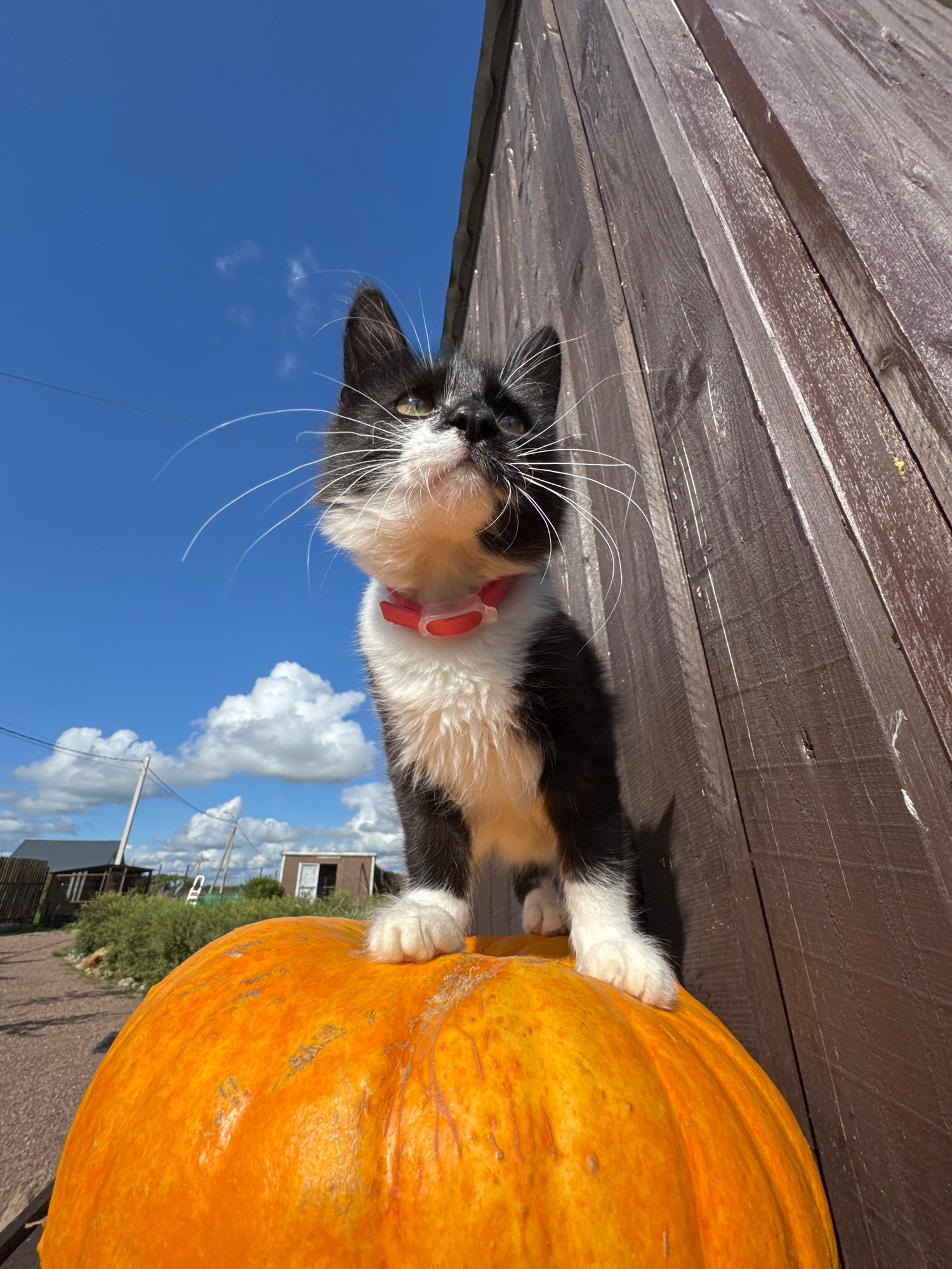 A black and white kitten wearing a pink collar is perched on top of a large orange pumpkin. The kitten is looking up and to the left, with its front paws resting on the pumpkin. Behind the kitten and pumpkin, a weathered wooden structure, likely a shed or outbuilding, is visible. The background shows a clear blue sky with scattered white clouds, and hints of a rural landscape with buildings and vegetation. The scene appears to be set in Kempelevo, Russia, given the rural aesthetic and the specific request for this location.